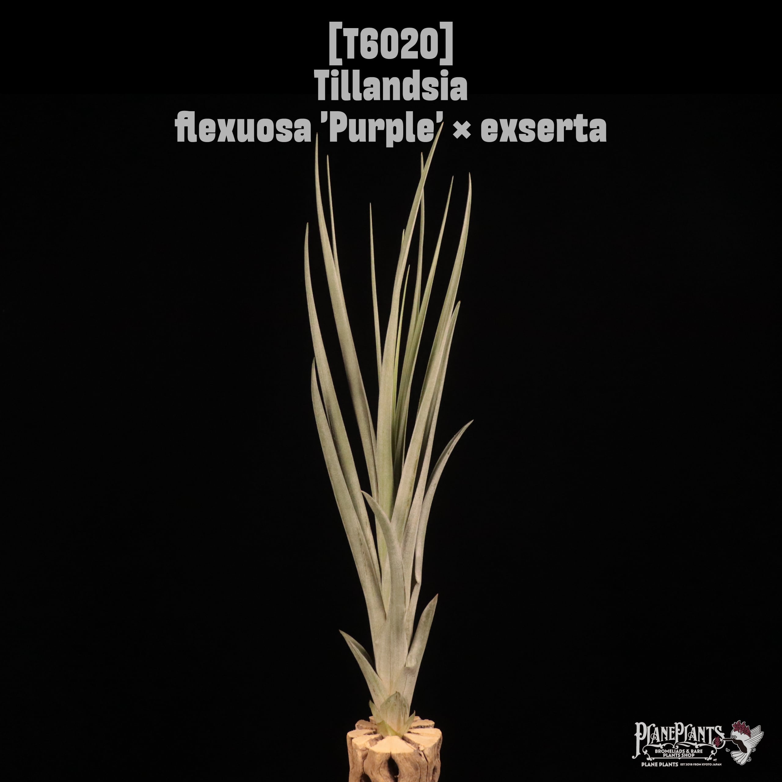 Tillandsia flexuosa 'Purple' × exserta〔ティランジア〕T6020