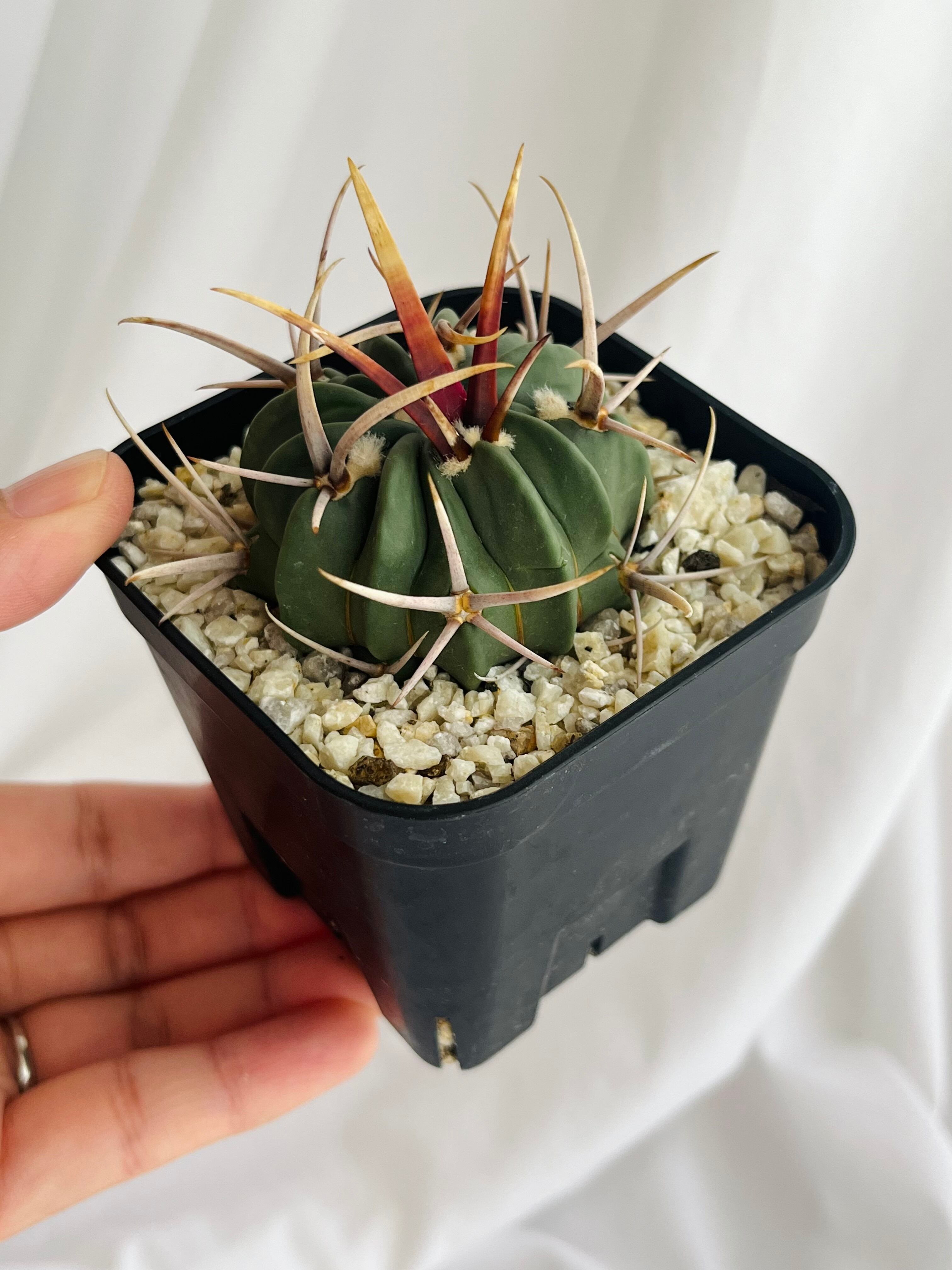 Echinofossulocactus coptonogonus エキノフォスロカクタス 竜剣丸 強