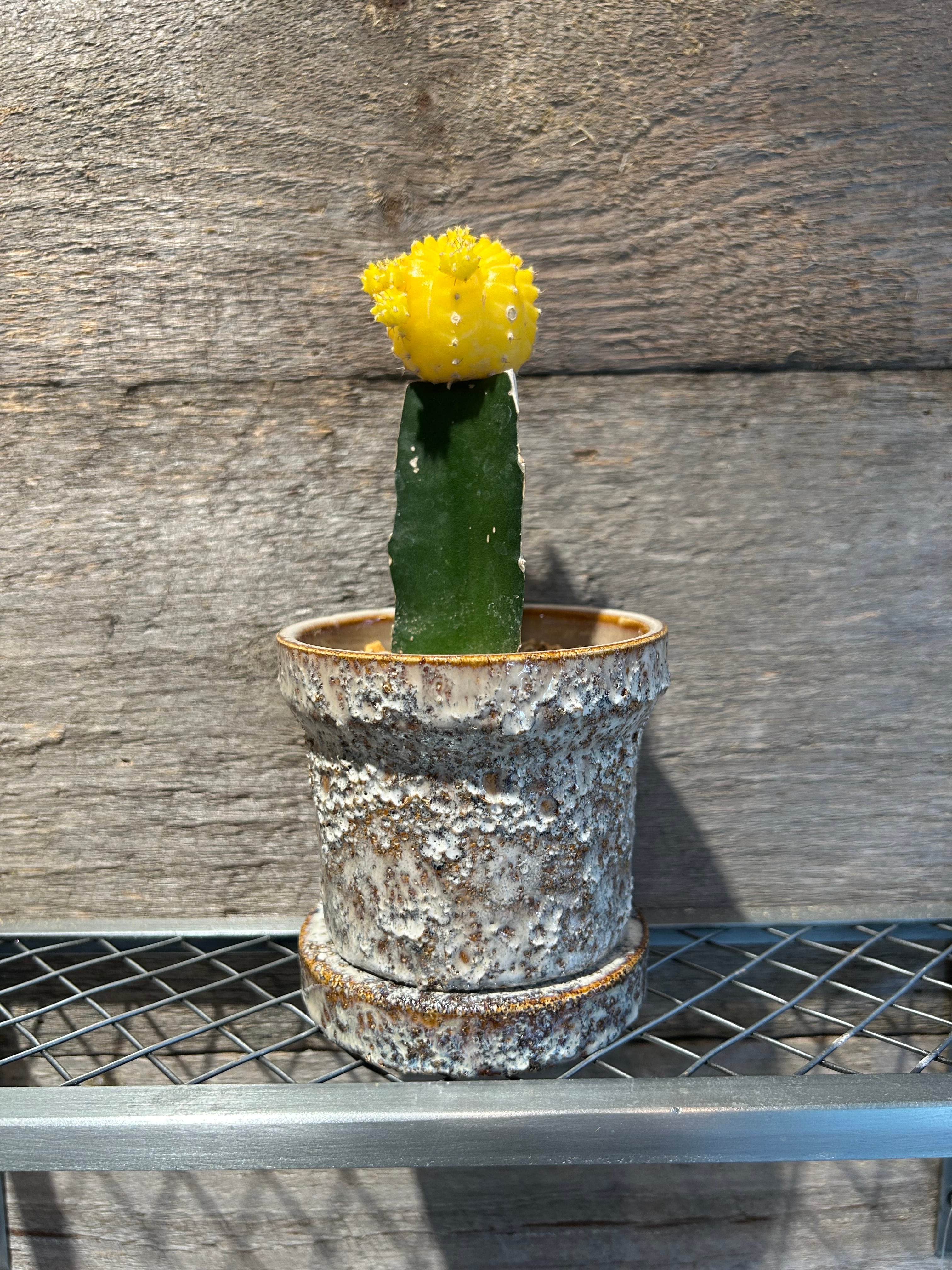 センナ メリディオナリス2.5号 | 植物との暮らし apricot