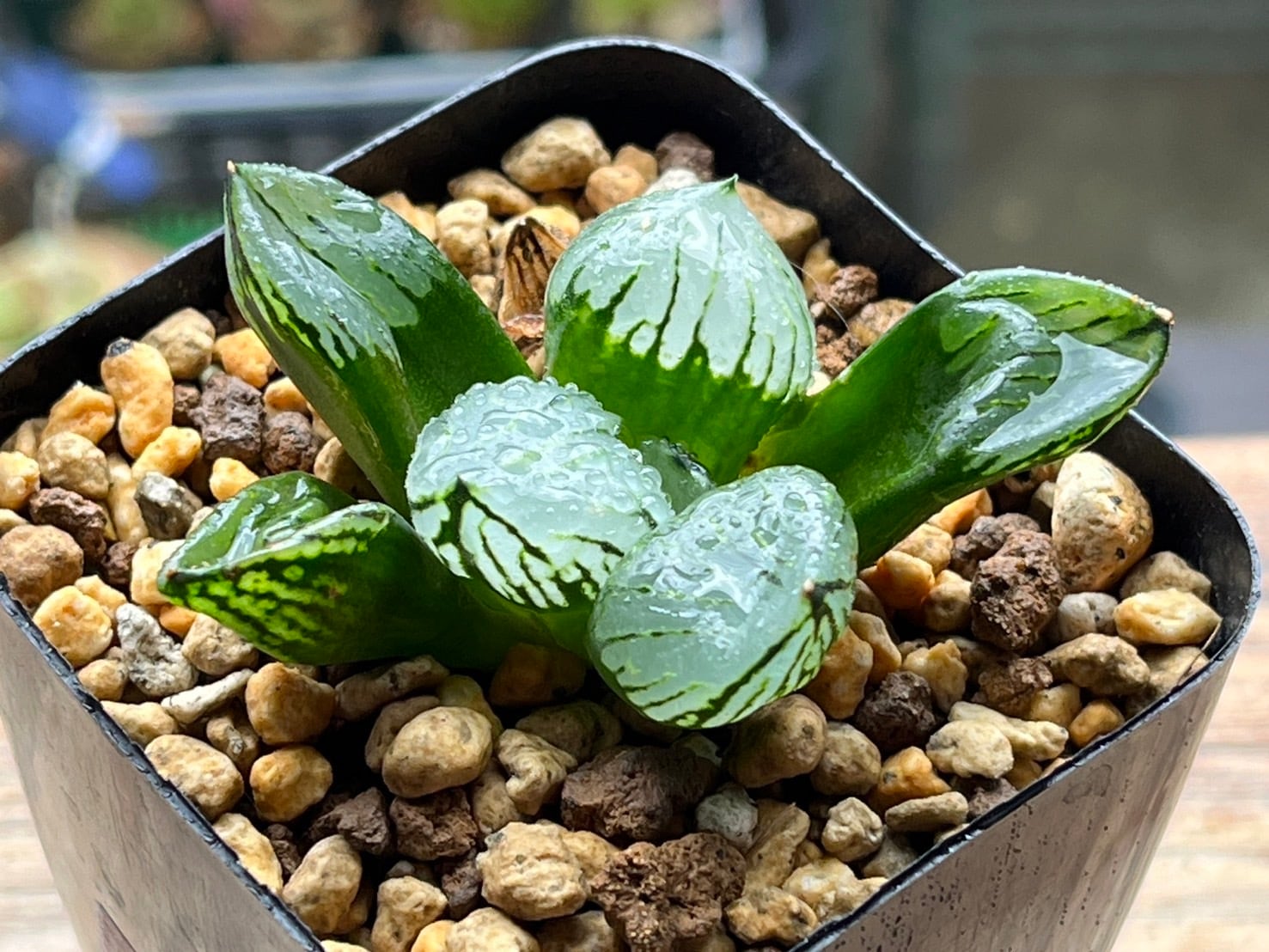 氷皇 *. きやすい ハオルシア * ハオルチア * 多肉植物 * 