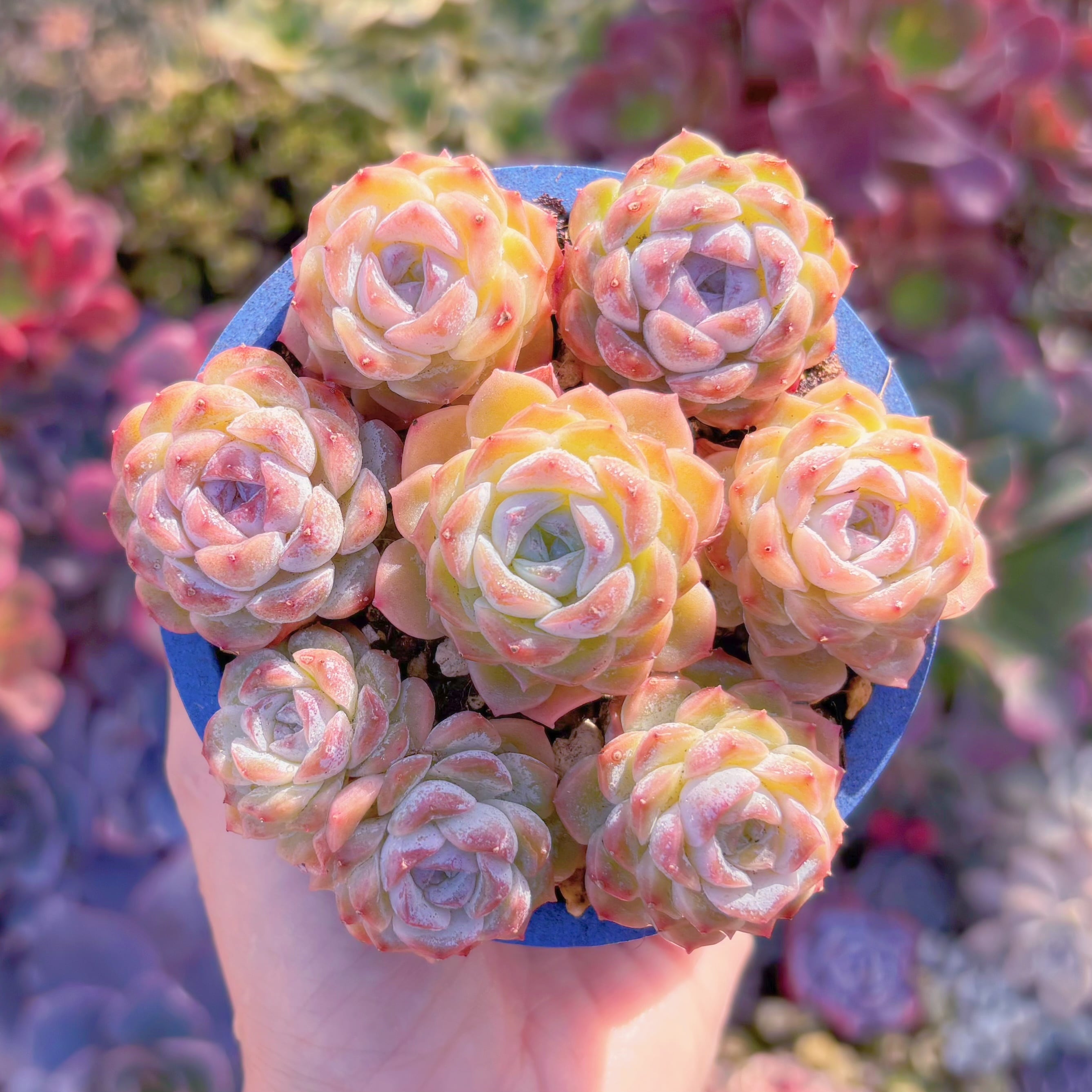 多肉植物　雪顔(7頭)　新入荷　るる農園