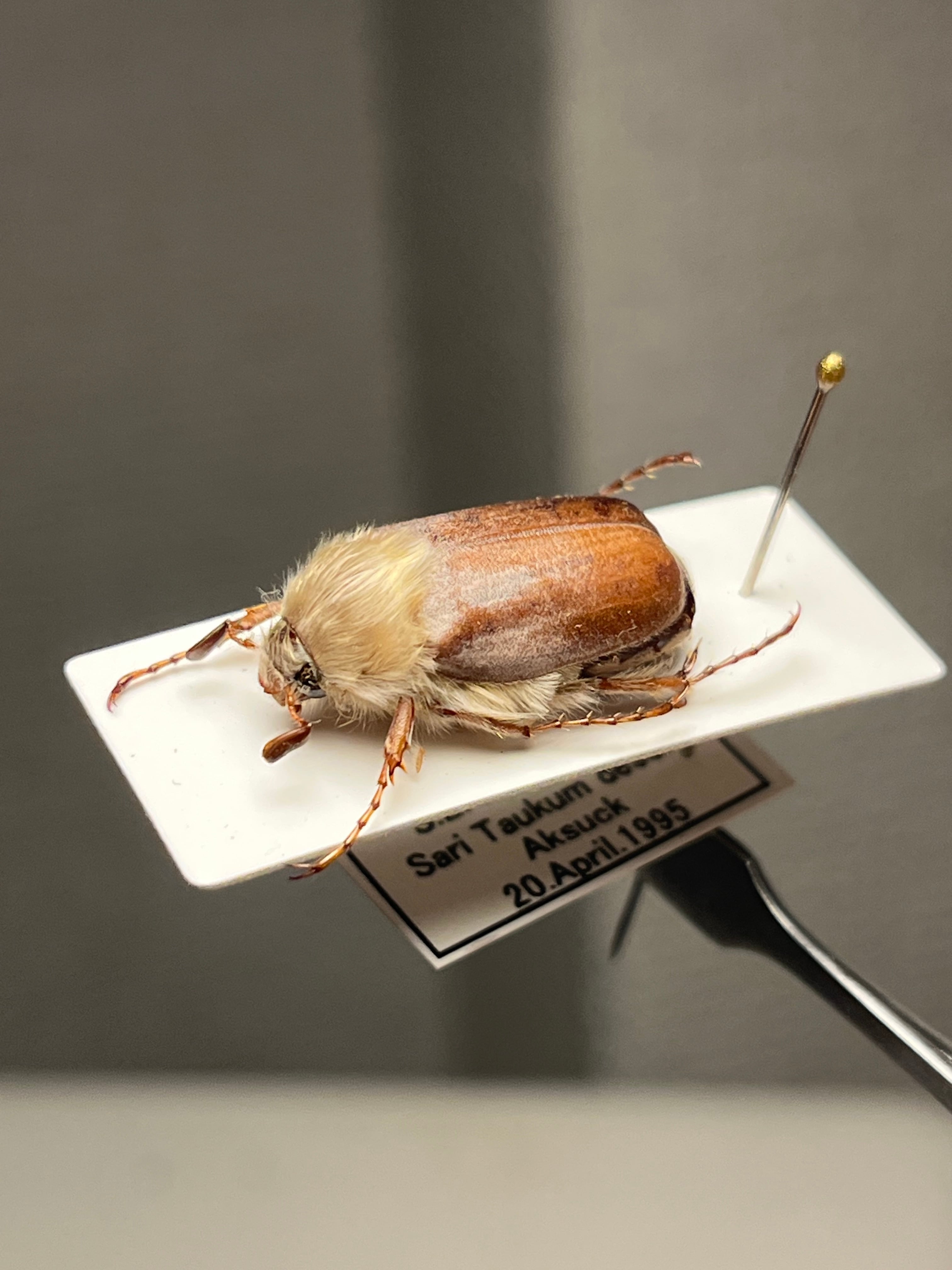 スハンダムカシタマムシ標本 スハンダムカシタマムシ標本 - メルカリ