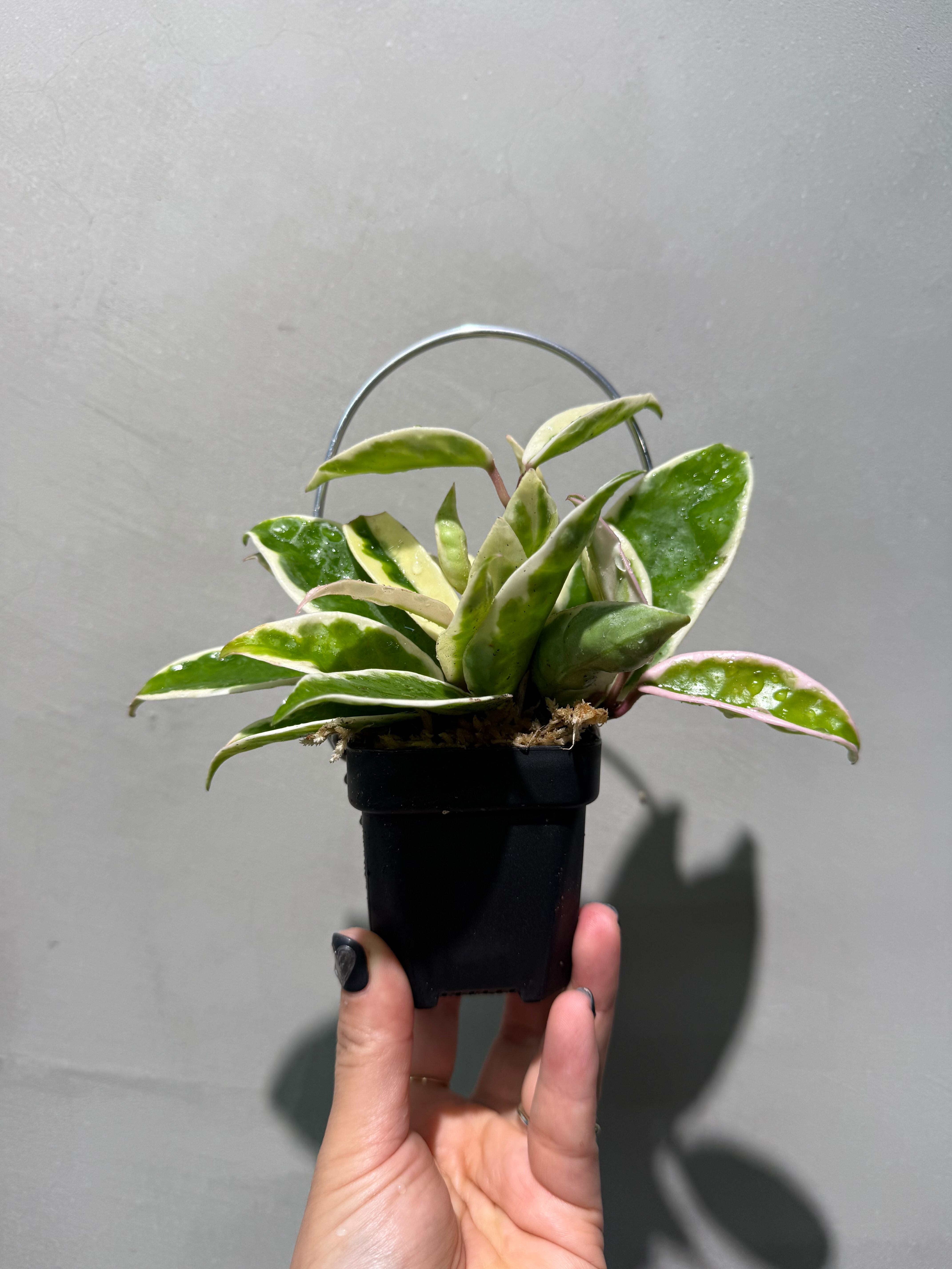 ホヤ カルノーサ スージーQ ホヤ カルノーサ スージーQ | MIDORIYA 観葉植物専門店
