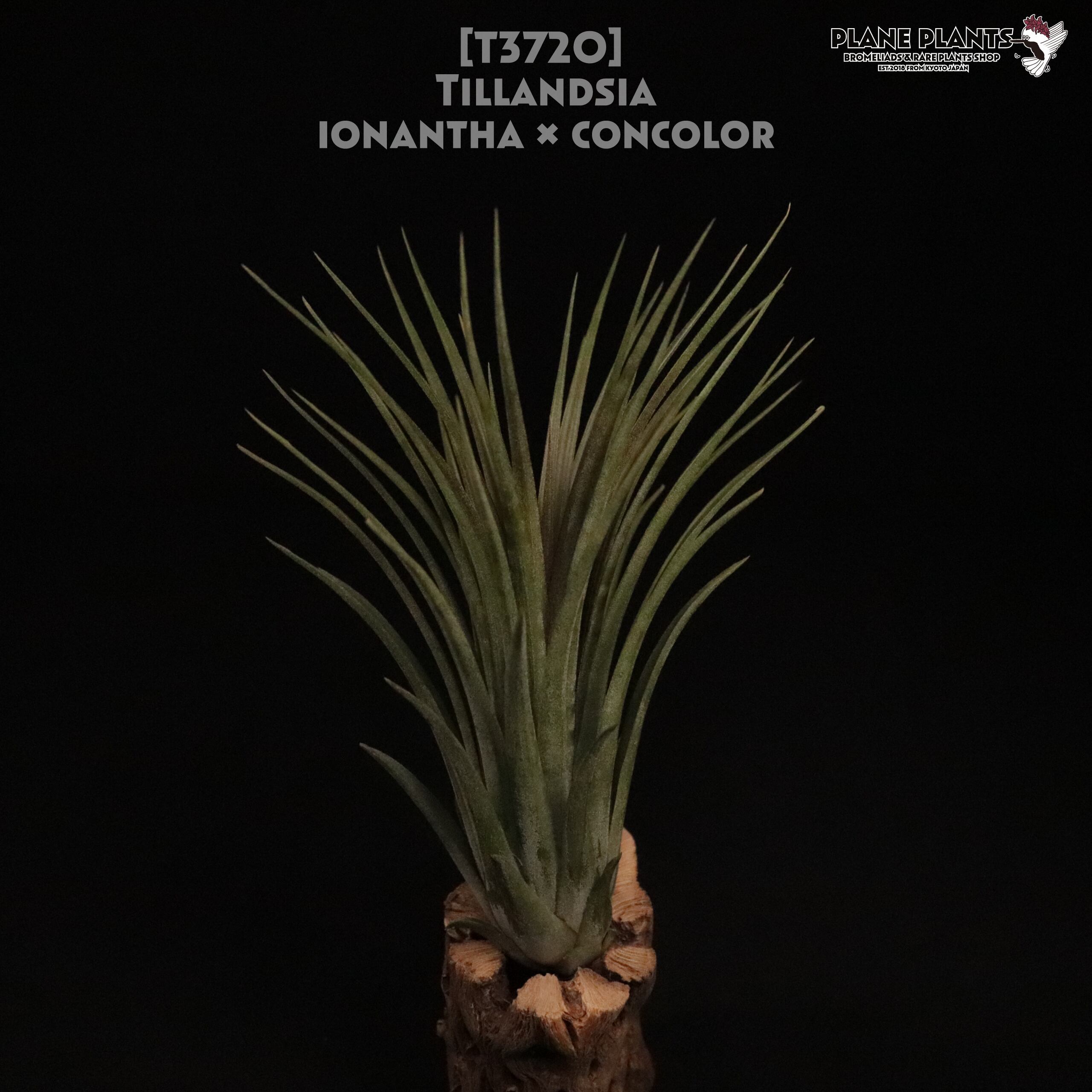 【送料無料】ionantha x concolor〔エアプランツ〕現品発送T3720