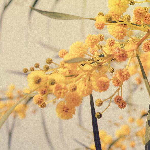 ミモザ / アートポスター 黄色の花 写真 アカシア 2L〜 カラー アート