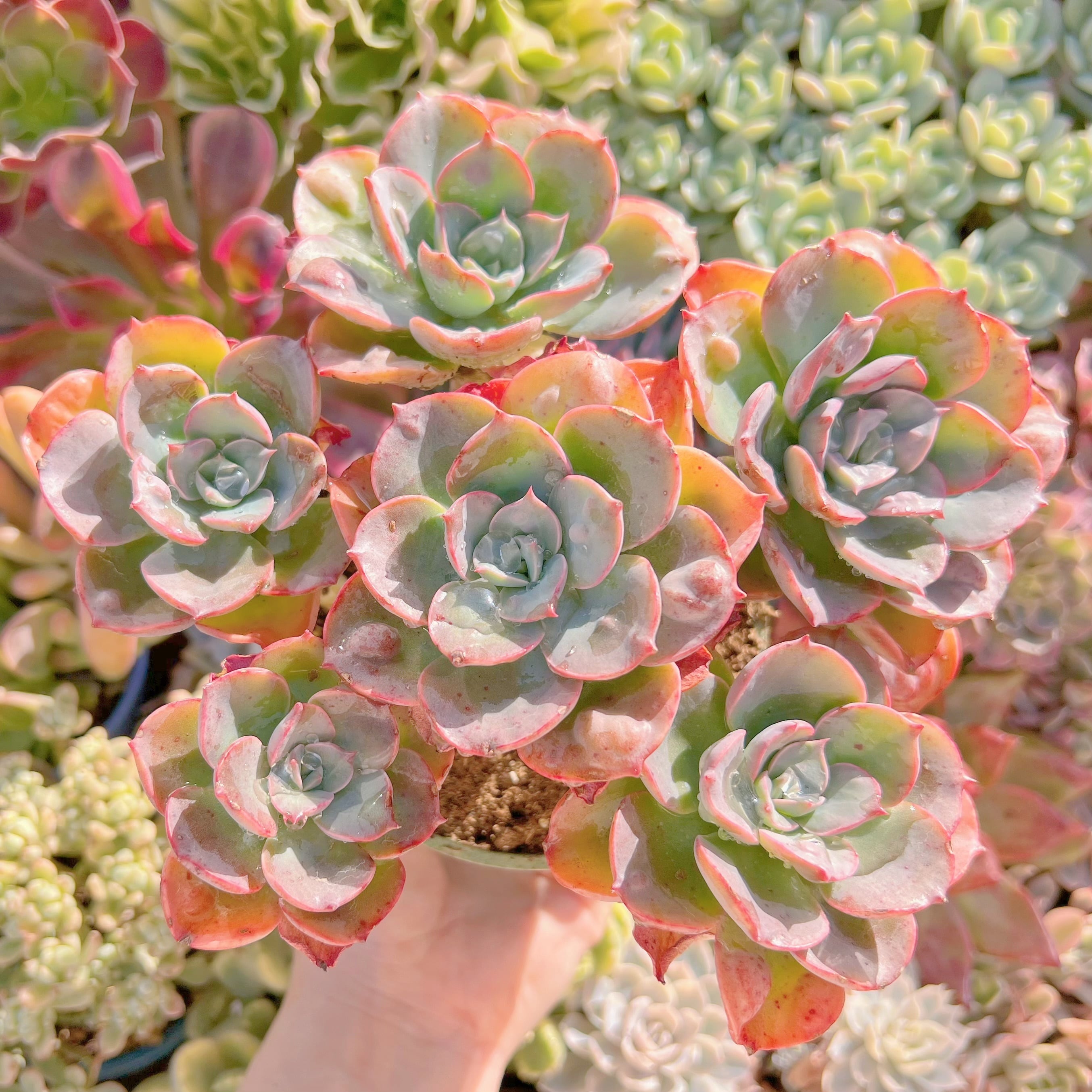 現品　ビヨンセ#296   特大群生　るる農園