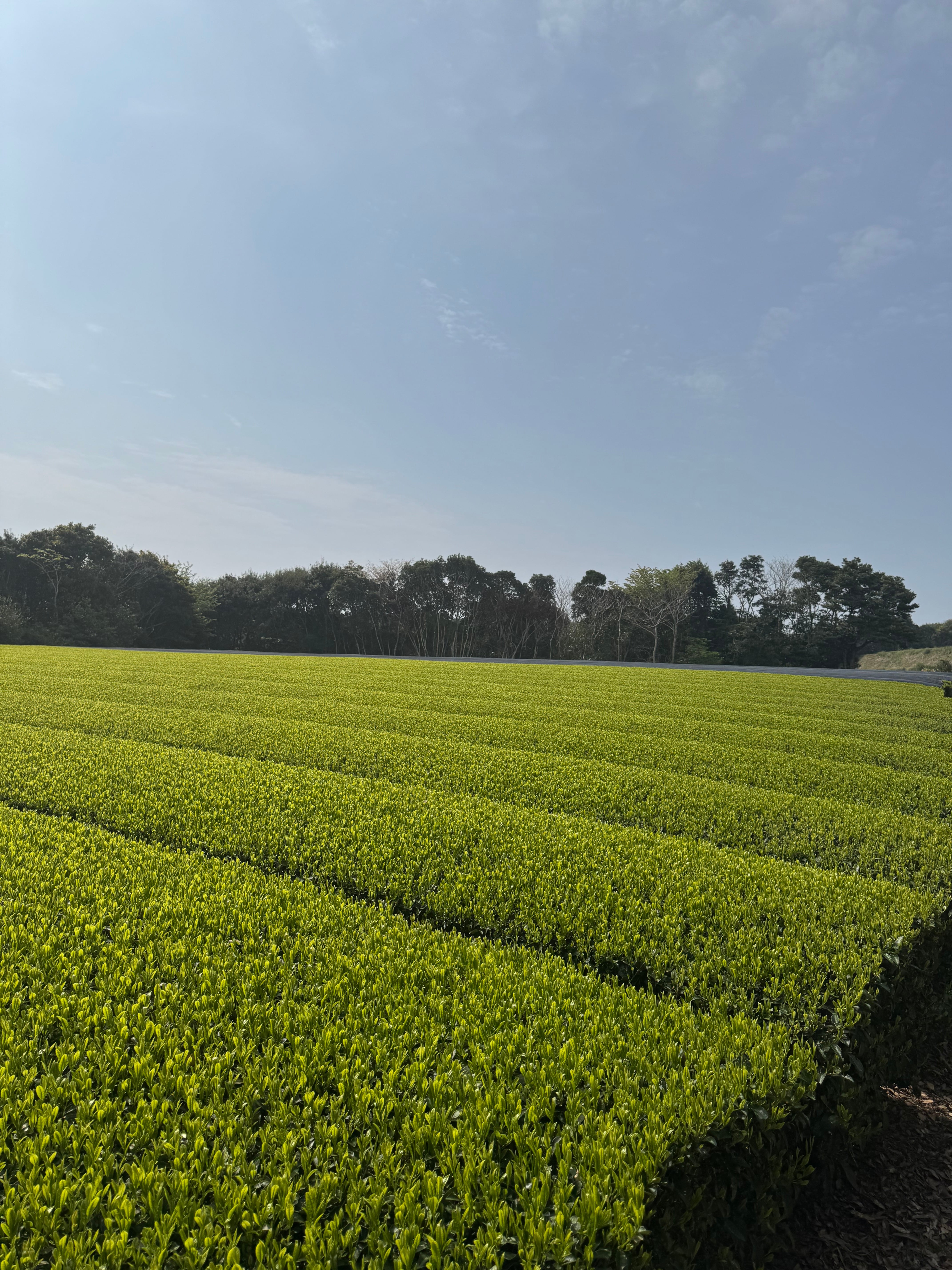 R8新茶 さえみどり 100g | 射場（勇）製茶