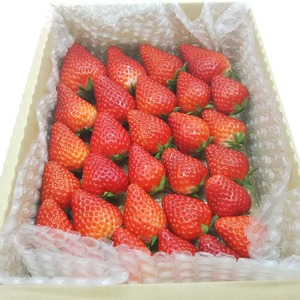 【内容量約750g】【12月発送】【今年はきらぴ香いちごをお届け！】【安定感抜群の濃厚な味と香り！】