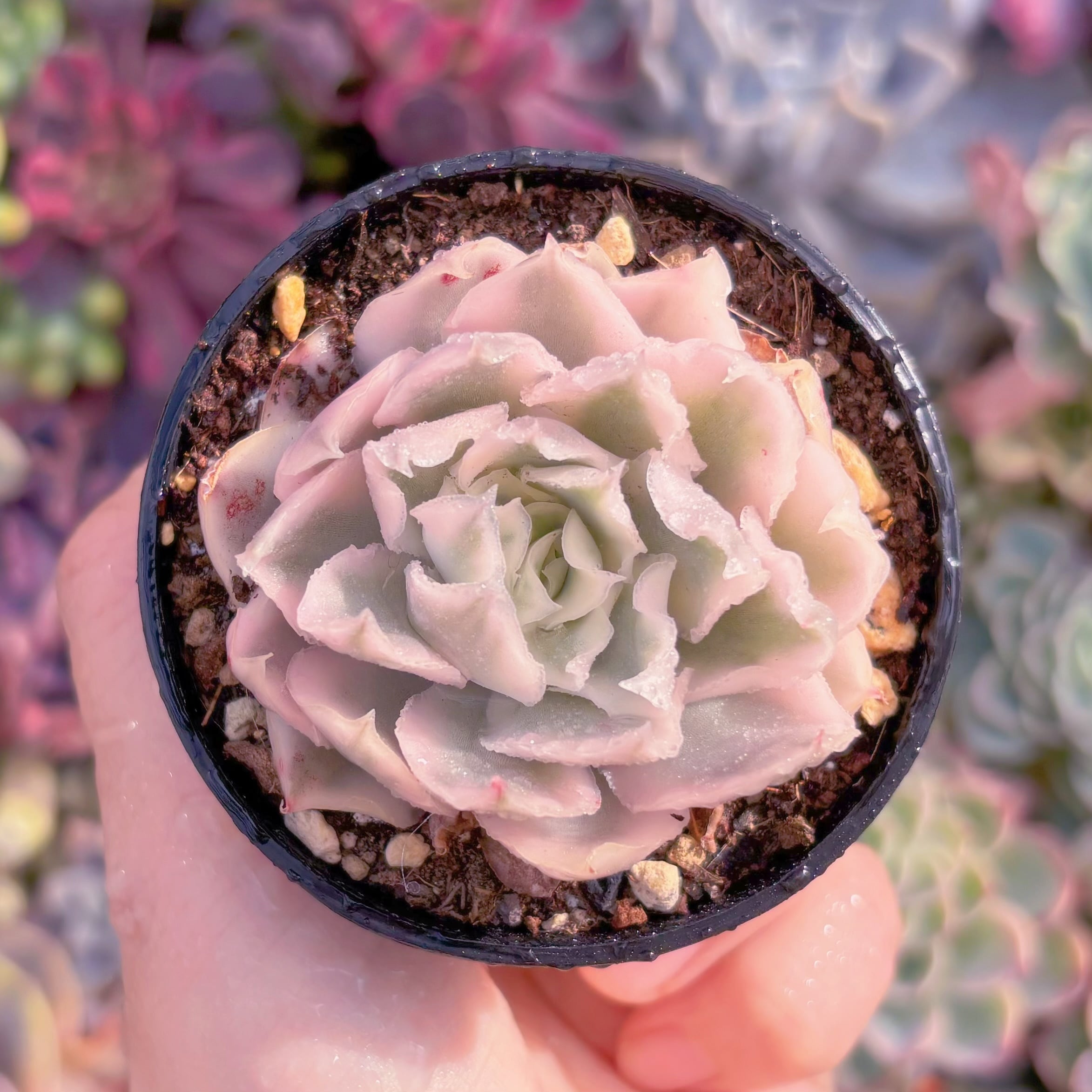 現品　パープルバタフライ錦#F223　るる農園