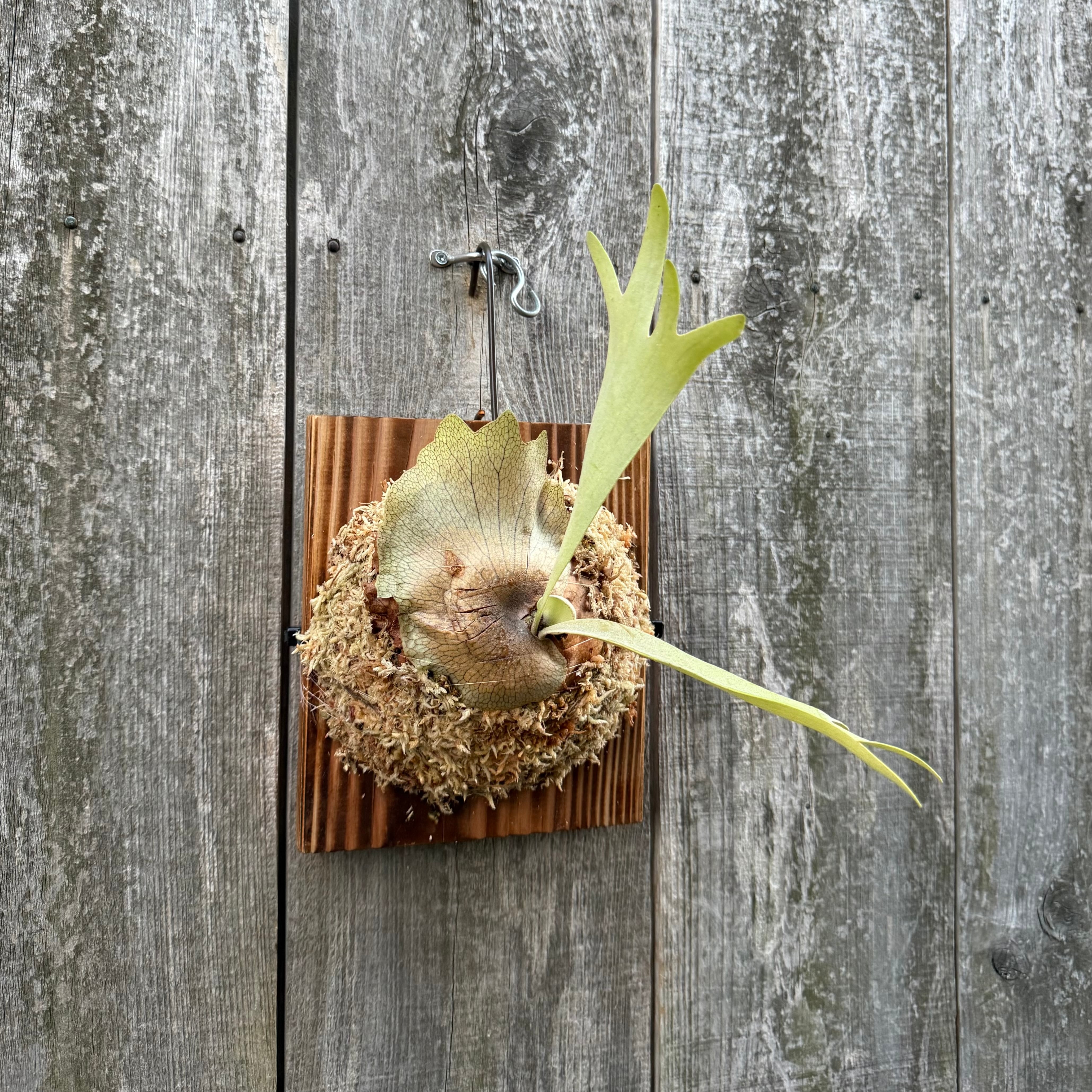 P. hillii cv. Night Star (pup) | naturefix