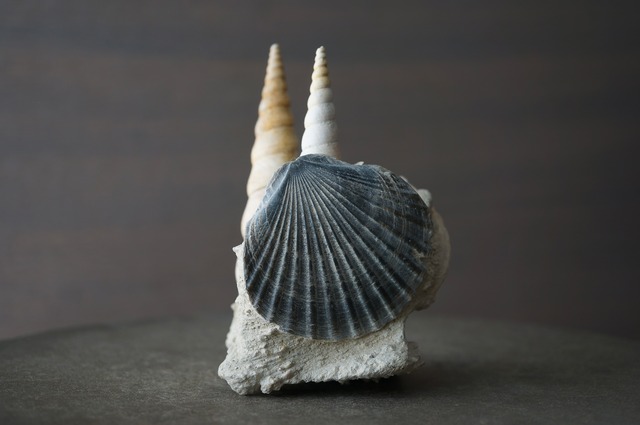 フランス産巻貝/二枚貝化石 Gastropod Fossil 2425