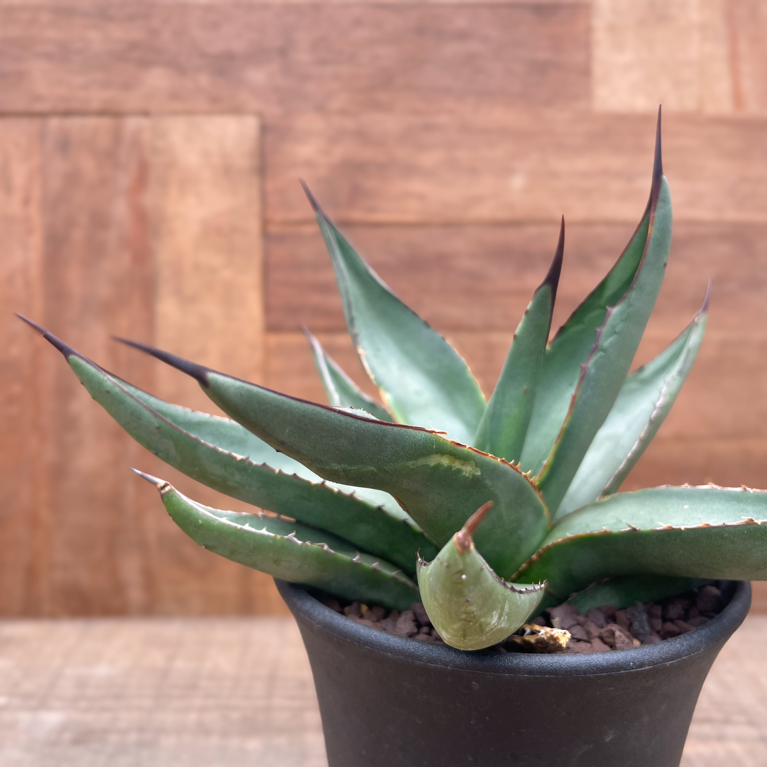 アガベ シャークスキン サルチロエンシス Agave nigra “Shark Skin