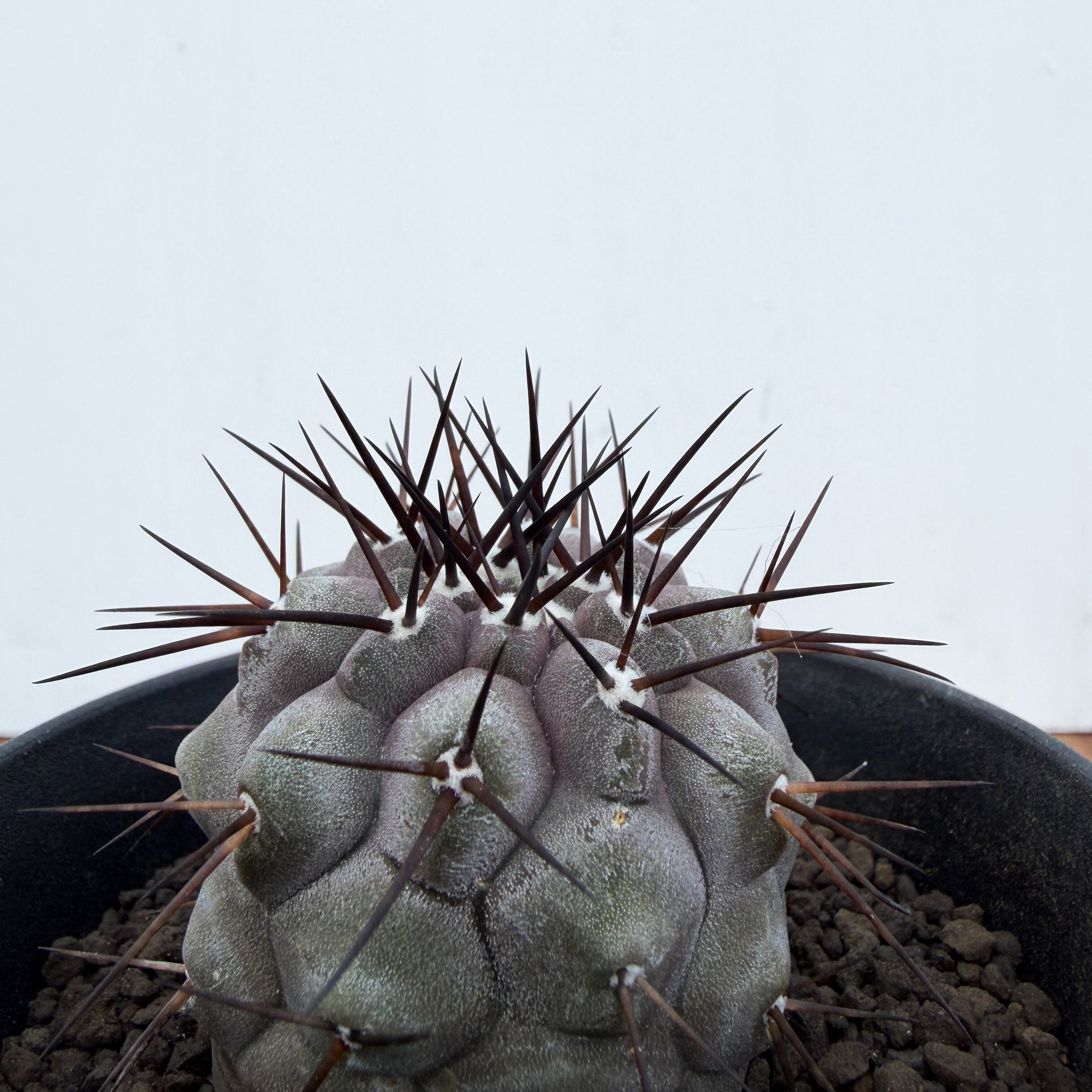 コピアポア　黒王丸　実生　美株 copiapoa 黒王丸 実生 実生記録]コピアポア・黒王丸-PlantsLog.GIF