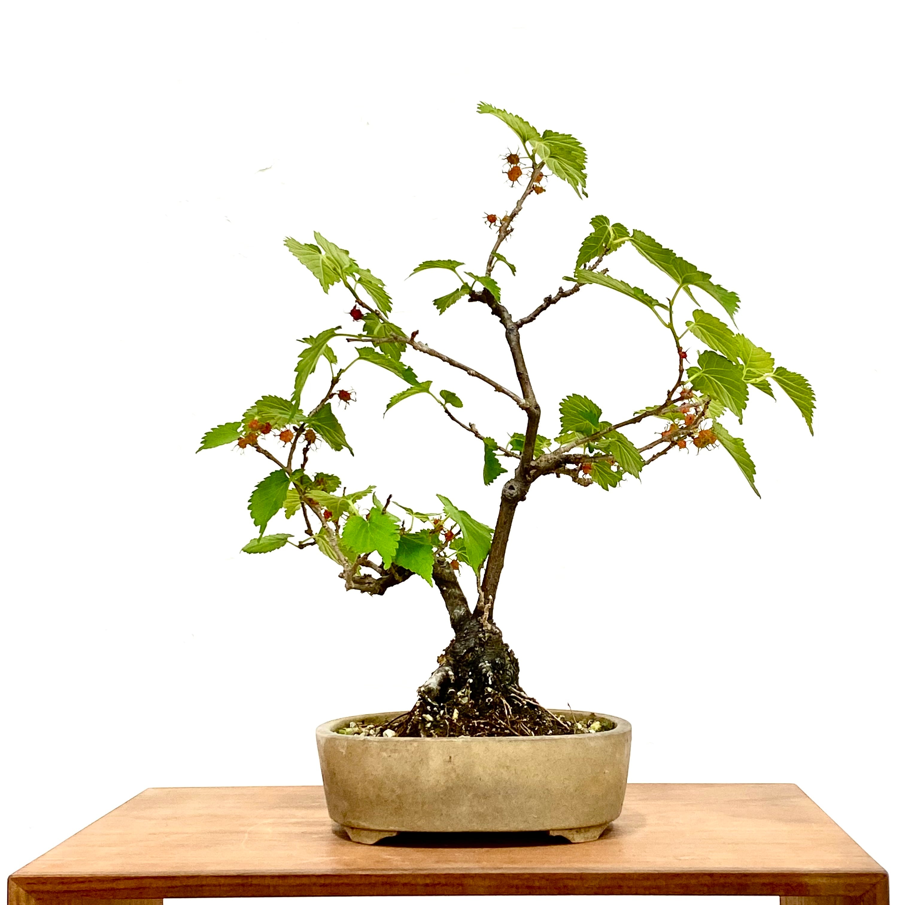 桑（クワ）の盆栽｜高さ 約31cm 幅25cm | BONSAI Labo ウエブショップ