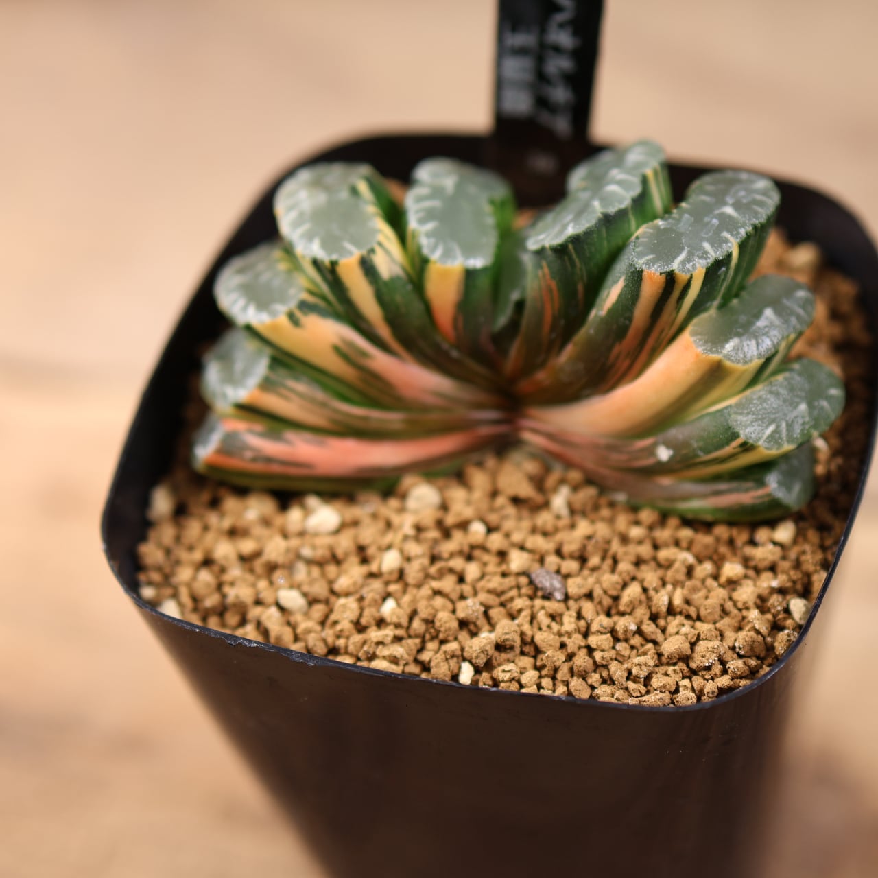 721『ハオルチア 玉扇錦』観葉植物【送料無料】 | MARX PLANTS | 観葉