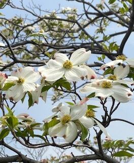 花水木（はなみずき）-3805】ボールペン | 匠衆・朱椿粋