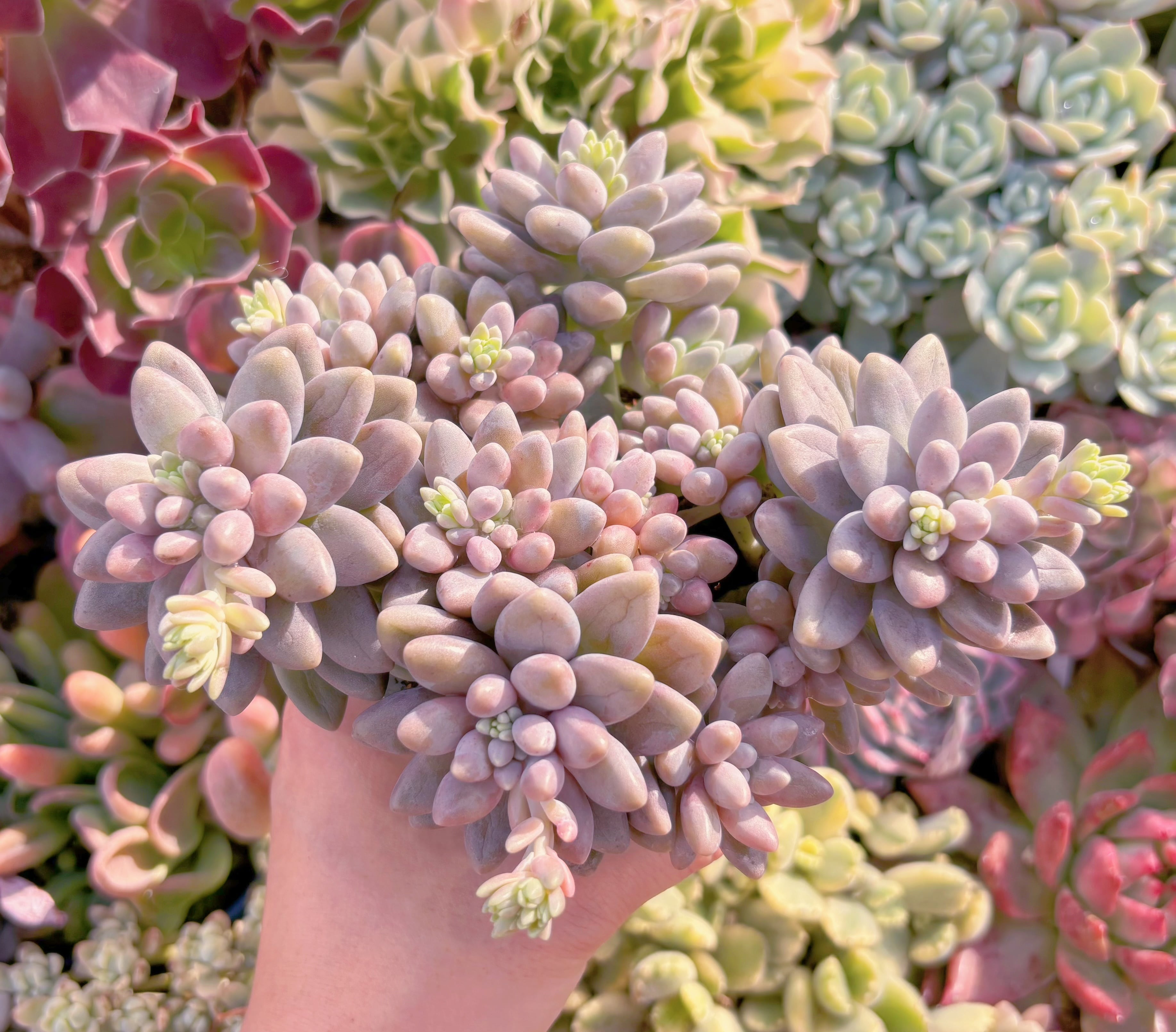 多肉植物　エクスパトリマータxクレムネリア　大群生　新入荷　るる農園