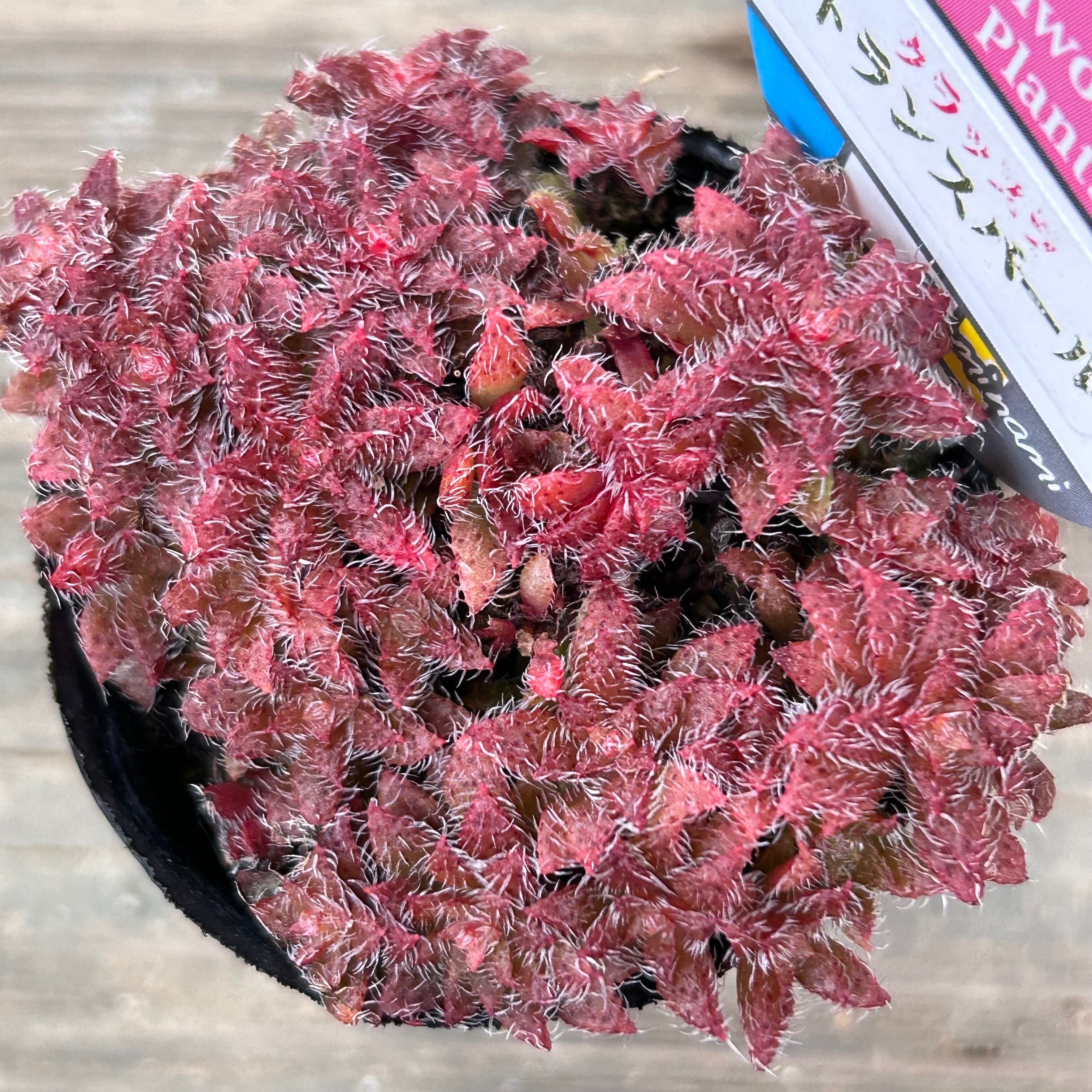 トランスバール | RuPo 多肉植物専門店