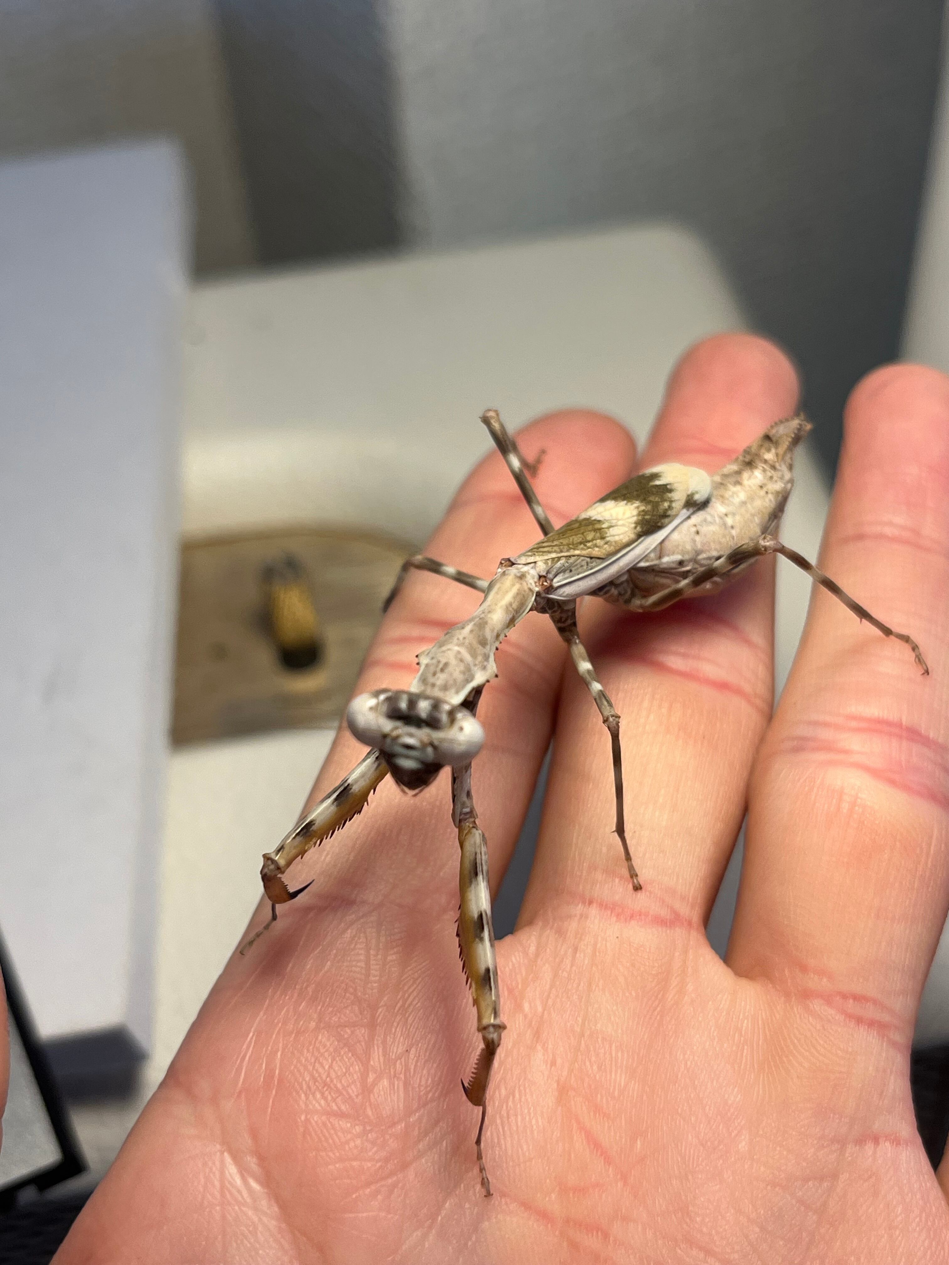 ♀成体】シリアゲカマキリマンティスムカデセンチピードサソリモドキ