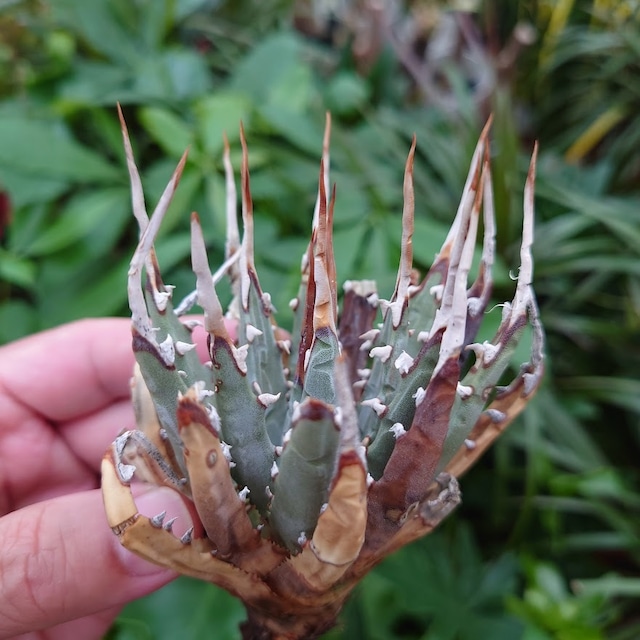 アガベ オバティフォリア オルカ 1 Agave ovatifolia variegated 'ORCA'