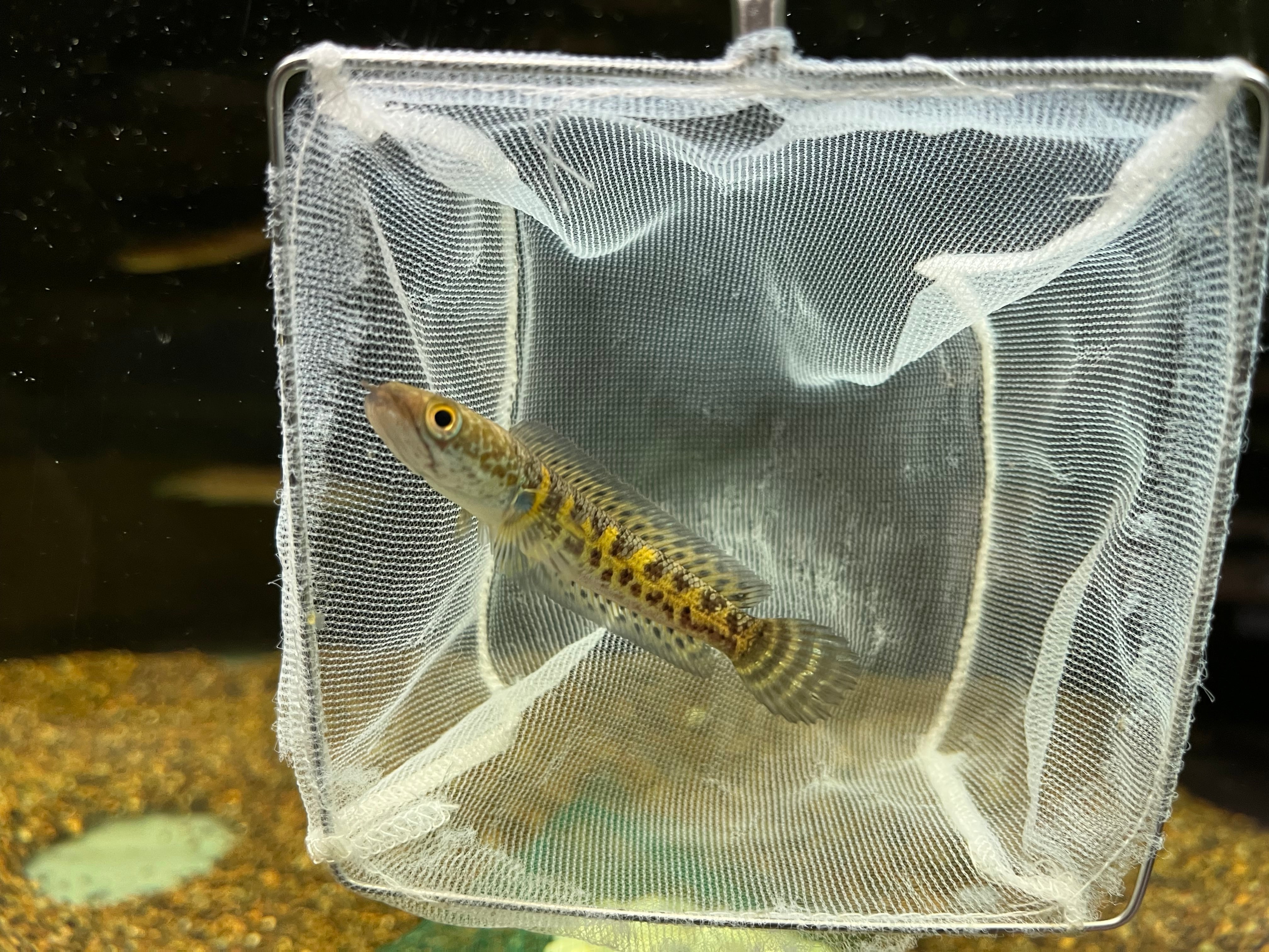 1匹】インド直輸入便WILDバイオレットスネークヘッド6-8cm | アクア