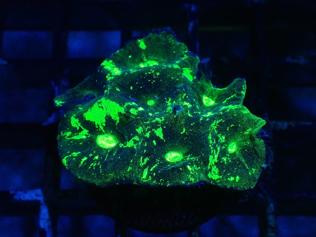 Goniastrea Frag 4