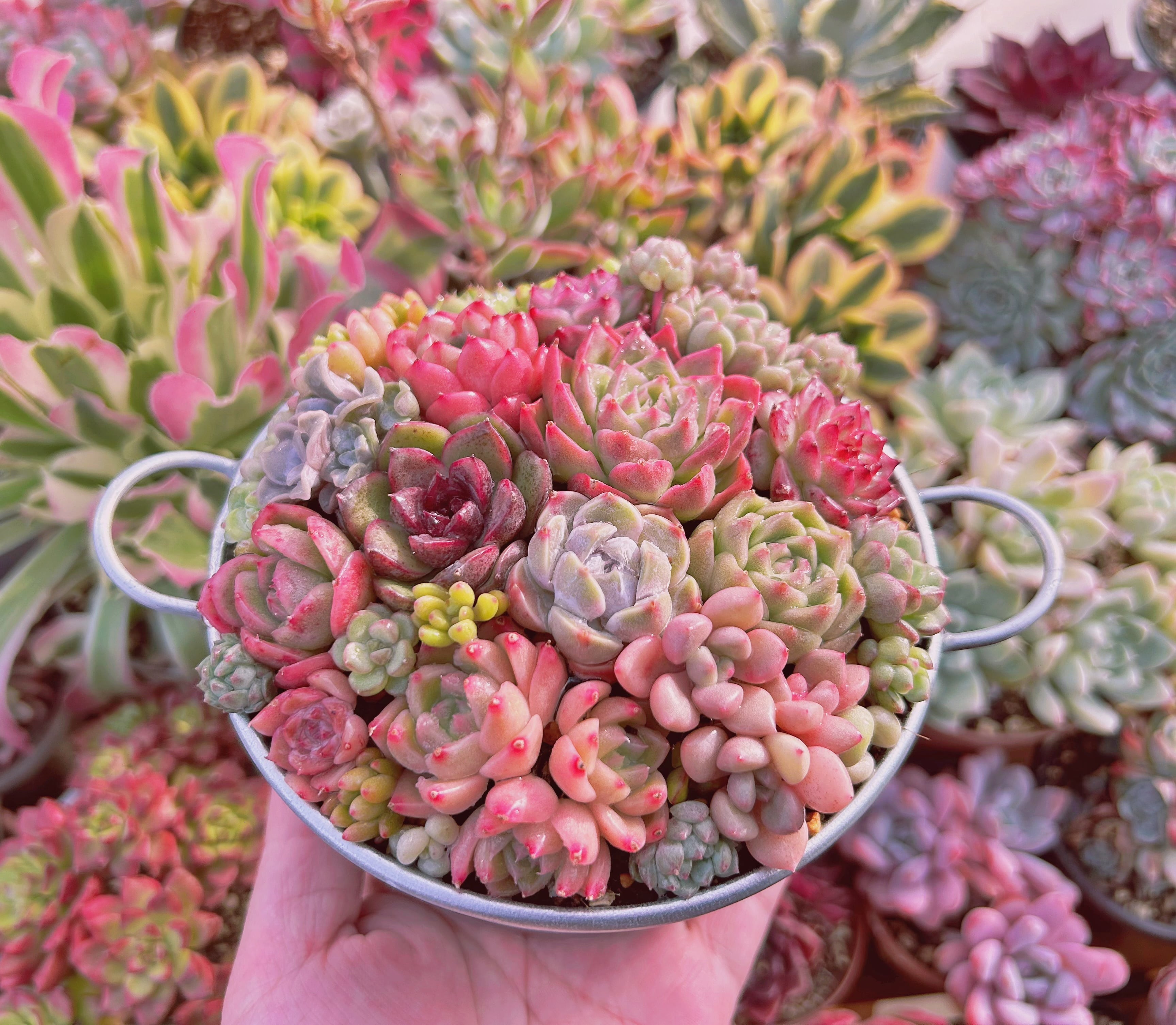 韓国苗 多肉植物美苗 交配苗 200苗セット 実生 【公式通販】