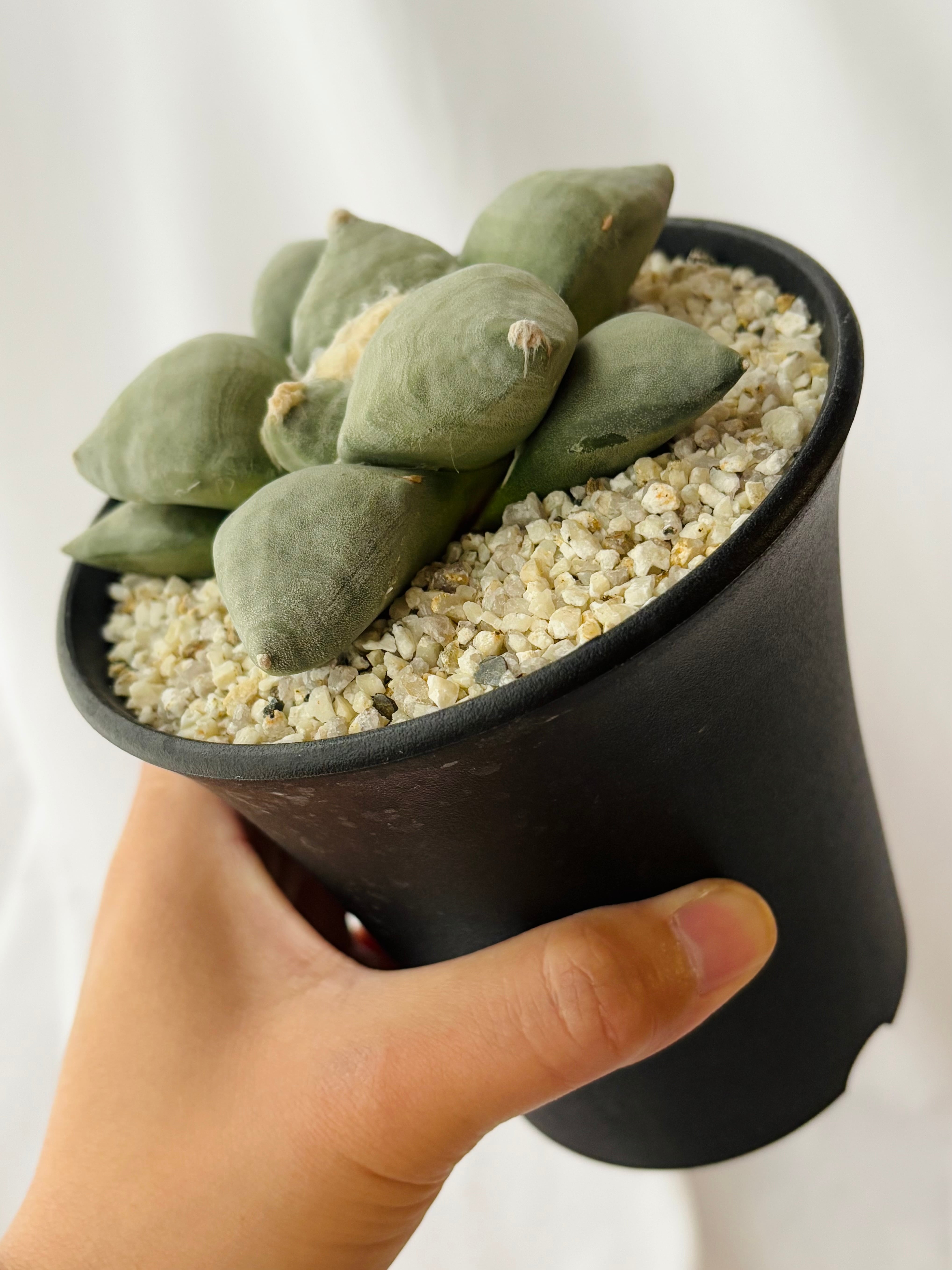 Ariocarpus furfuraceus f. アリオカルプス 大疣青磁牡丹 サボテン