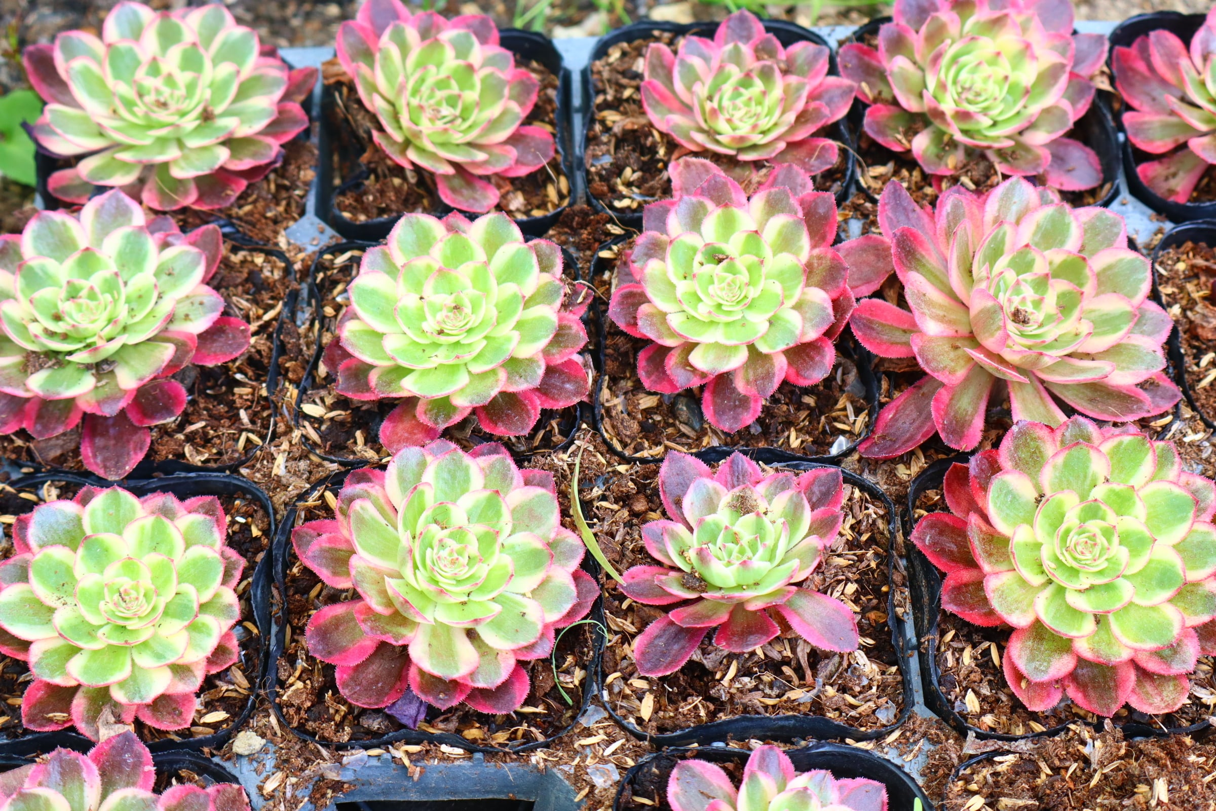 予約用 アエオニウム・海王法師斑入り | 二代目大和高原の多肉屋