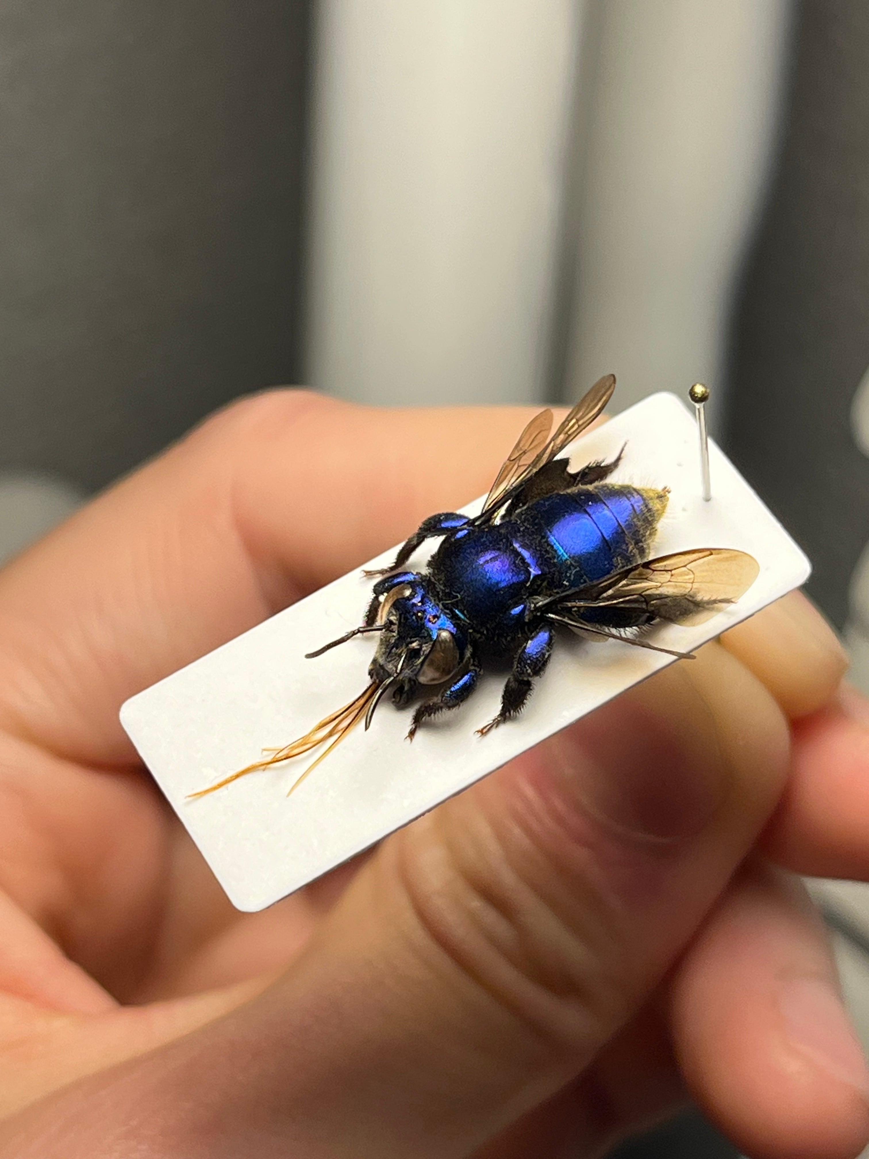 サイボーグ感のあるシタバチの一種 標本 ムカデサソリミバエヒロクチバエ シュモク 虫類 【33mm】めちゃくちゃにシュモク頭なミバエの仲間 標本