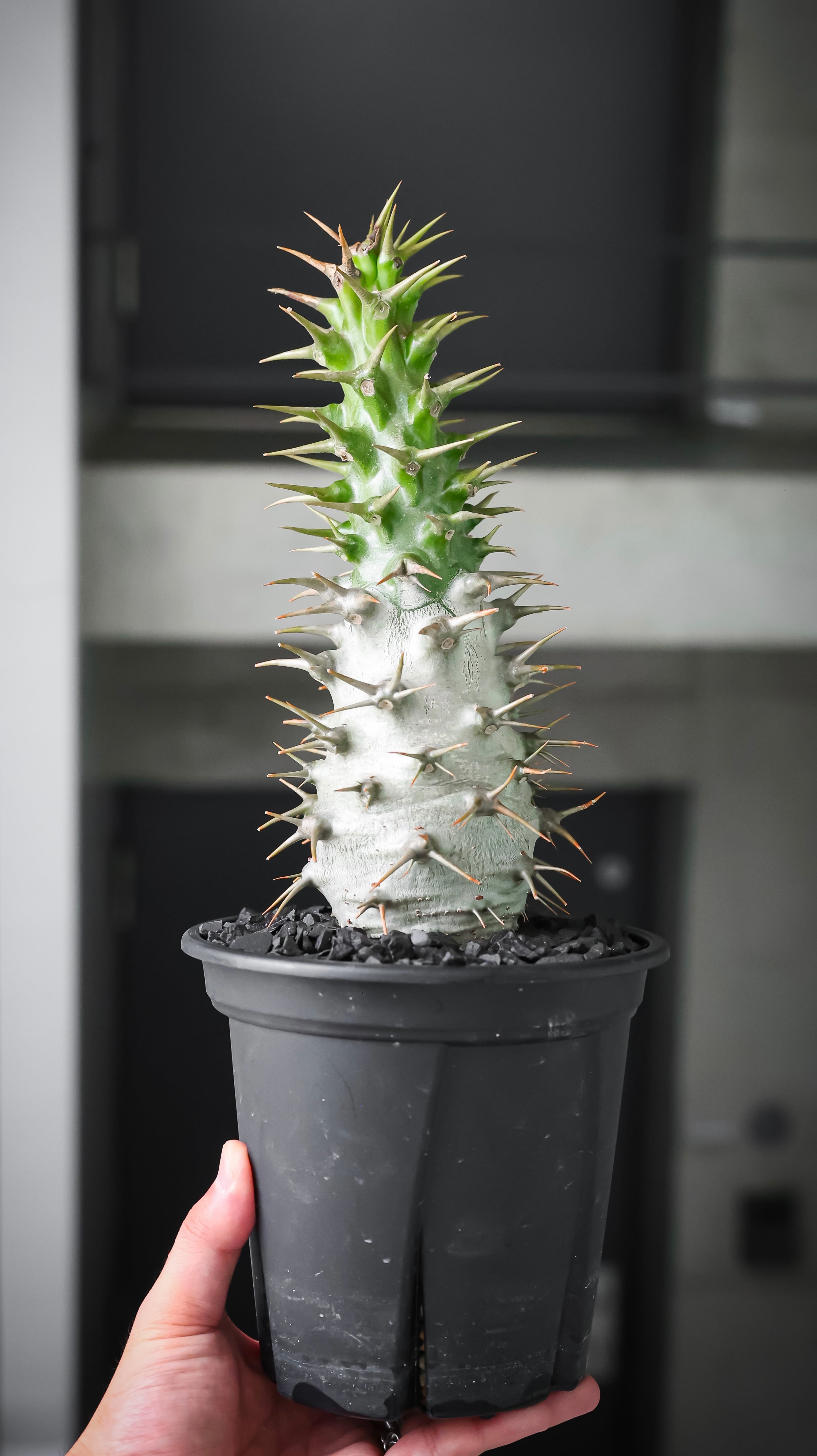 P. veitchii AR #1 (pup) Select 【artPLANTs】 ビカクシダ/コウモリ