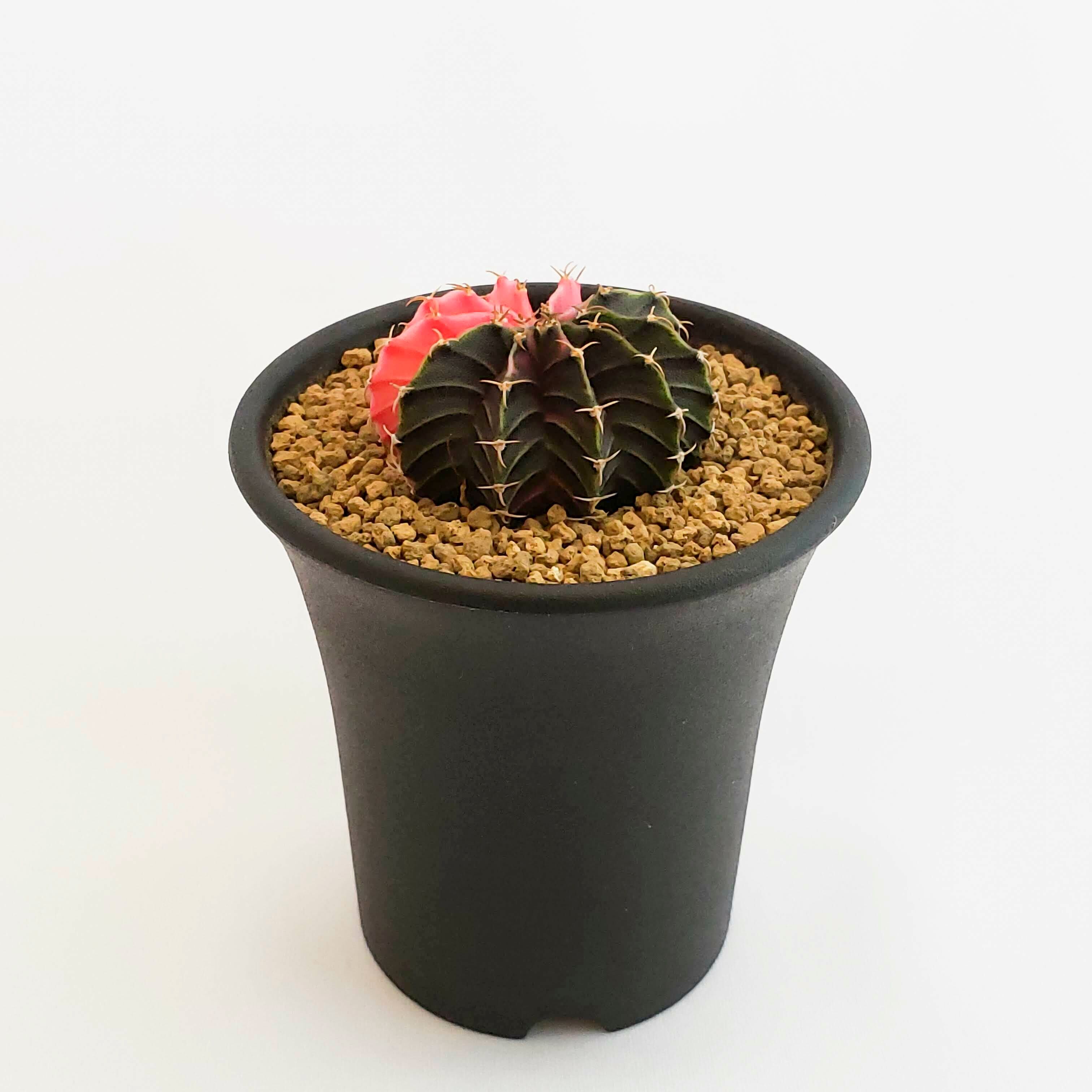 ギムノカリキウム LB2178錦 緑✕ピンク (Gymnocalycium friedrichii LB2178 hybrid variegata) サボテン | 牡丹花苑 (ぼたにかえん) powered by BASE