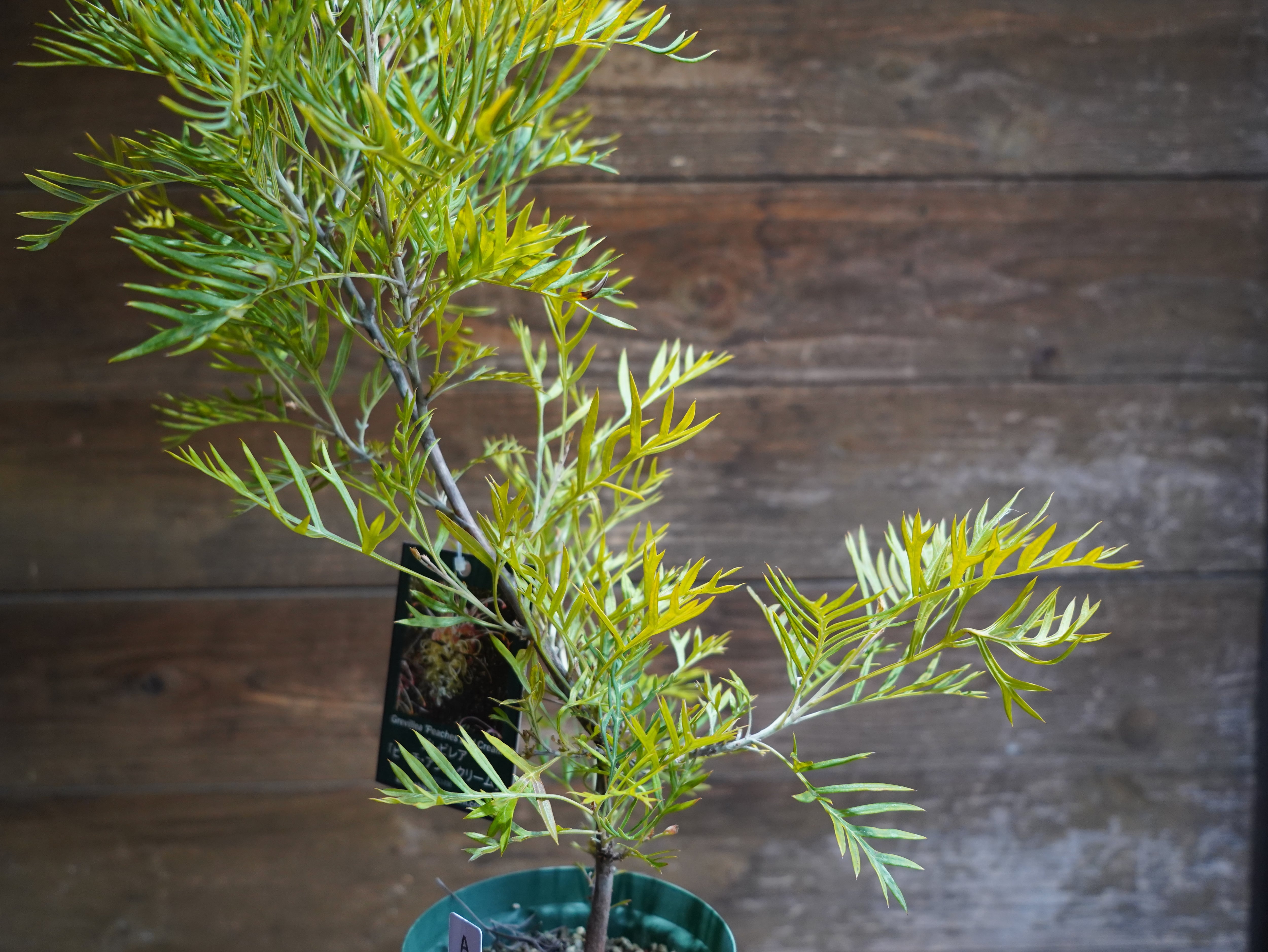 【現物】グレビレア　”ピーチアンドクリーム”　A