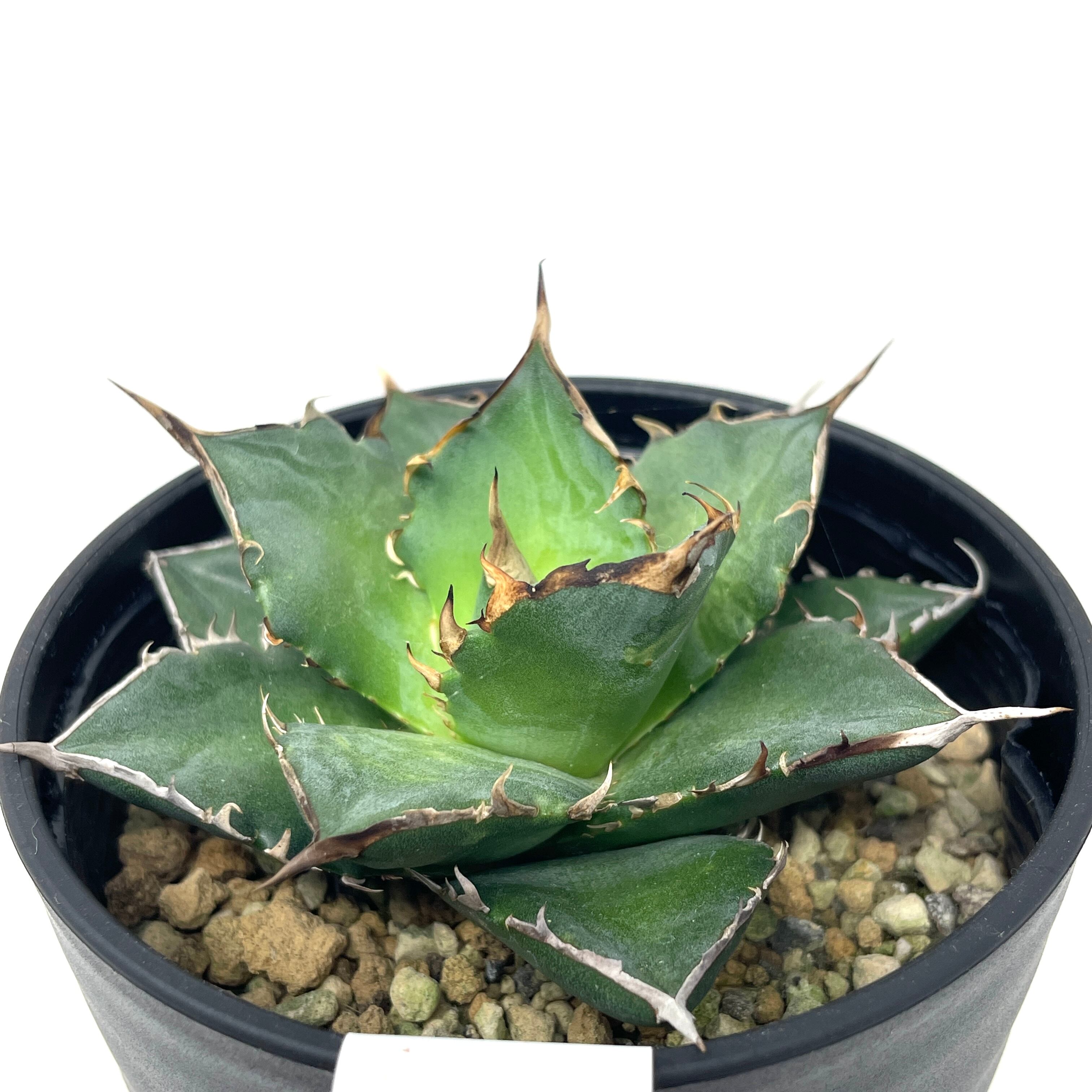 1 アガベ 笹の雪 氷山 純血 TC苗 特選 Agave 'Hyouzan' 1 アガベ 笹の