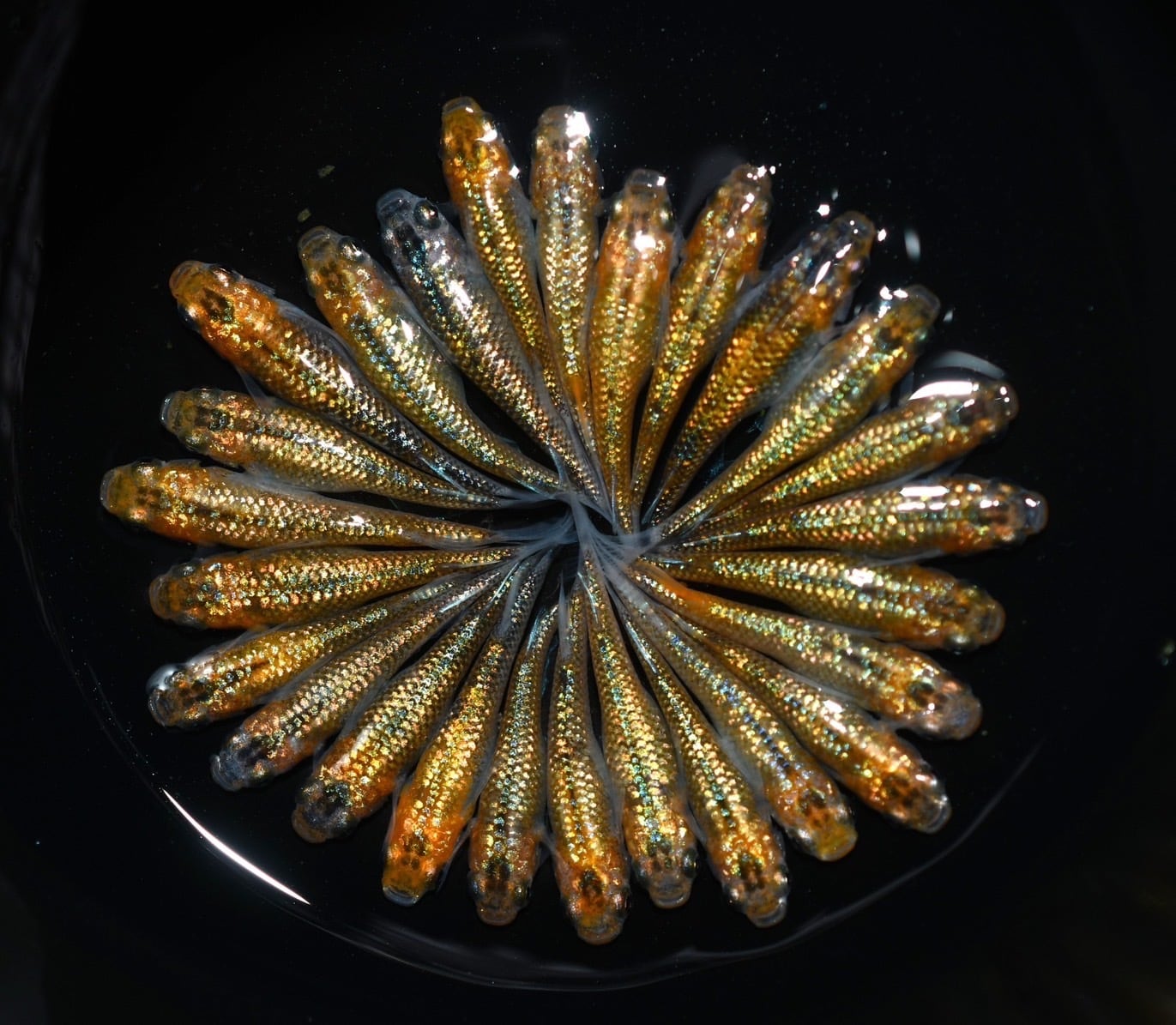 0f97feb214c7e0292067c1263b0122