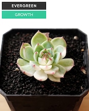 一部発根済カット苗 チワワエンシス 陰陽錦 S Echeveria chihuahuaensis 'Yin Yang Variegated'