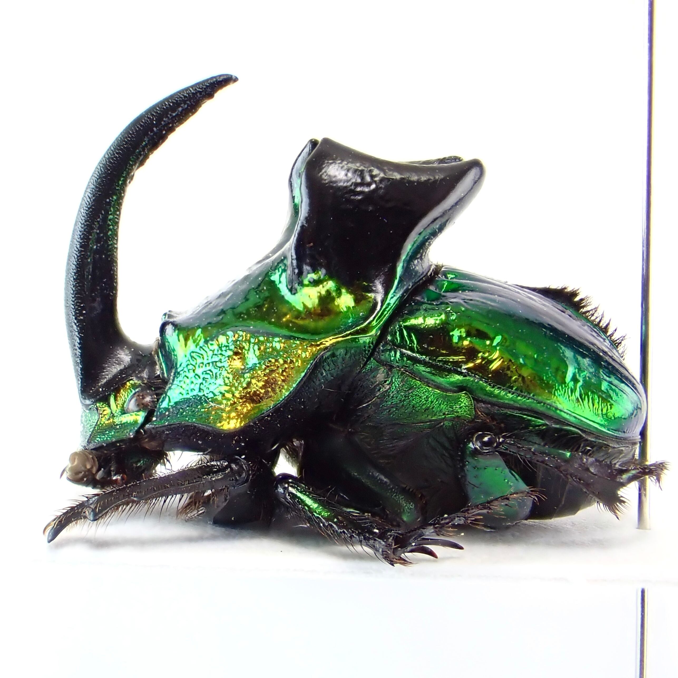 メキシコ産 Phanaeus demon ♂ 19mm XL | 昆虫標本 Diggers & Rollers