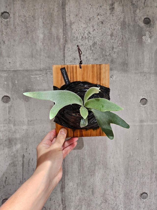 P.willinckii RU  tag lost   【artPLANTs/PLANTS GARAGE】ビカクシダ/Platycerium