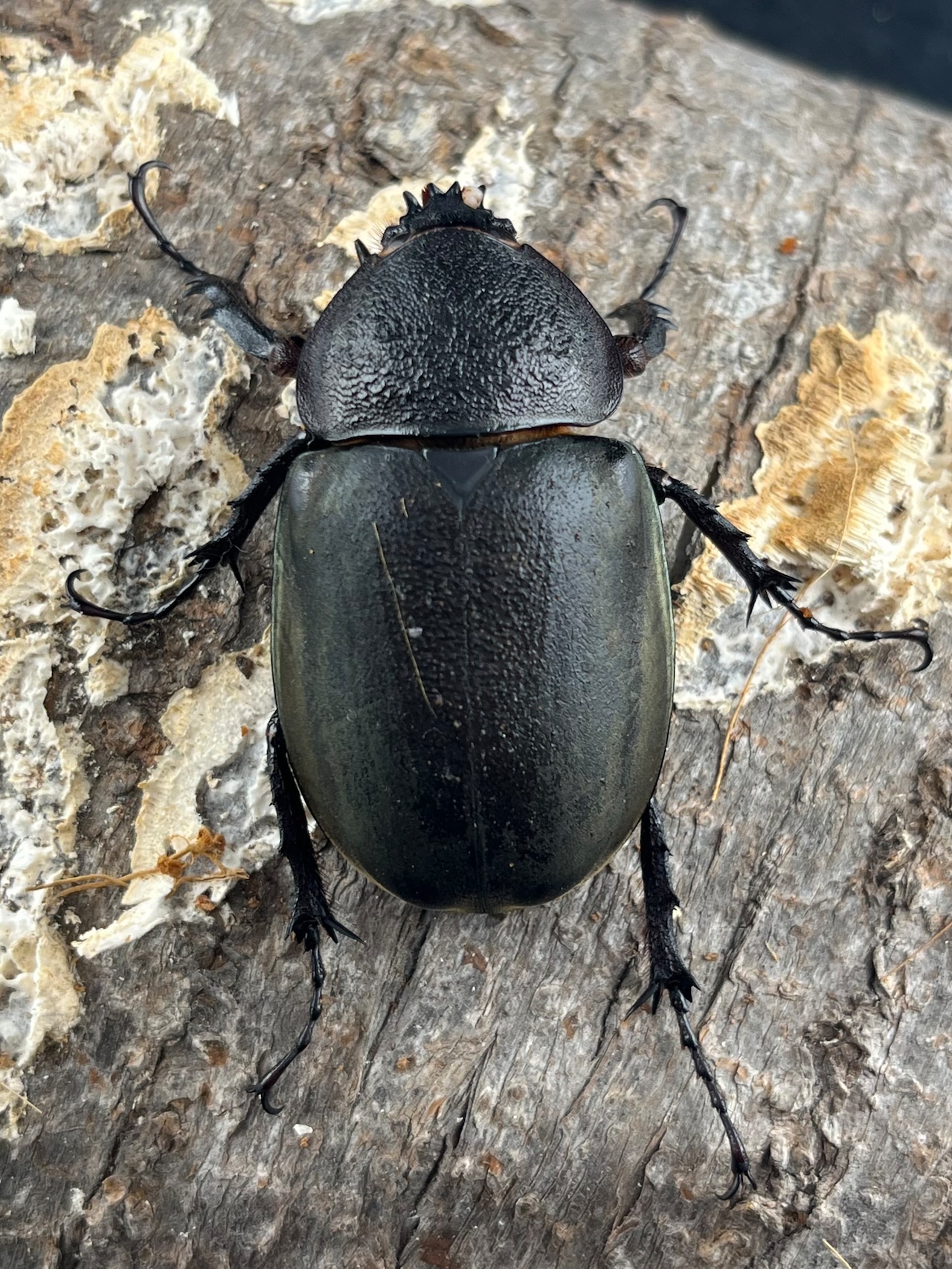 【WD】《ミンダナオアトラスオオカブト マラグサン産 90mm ペア》