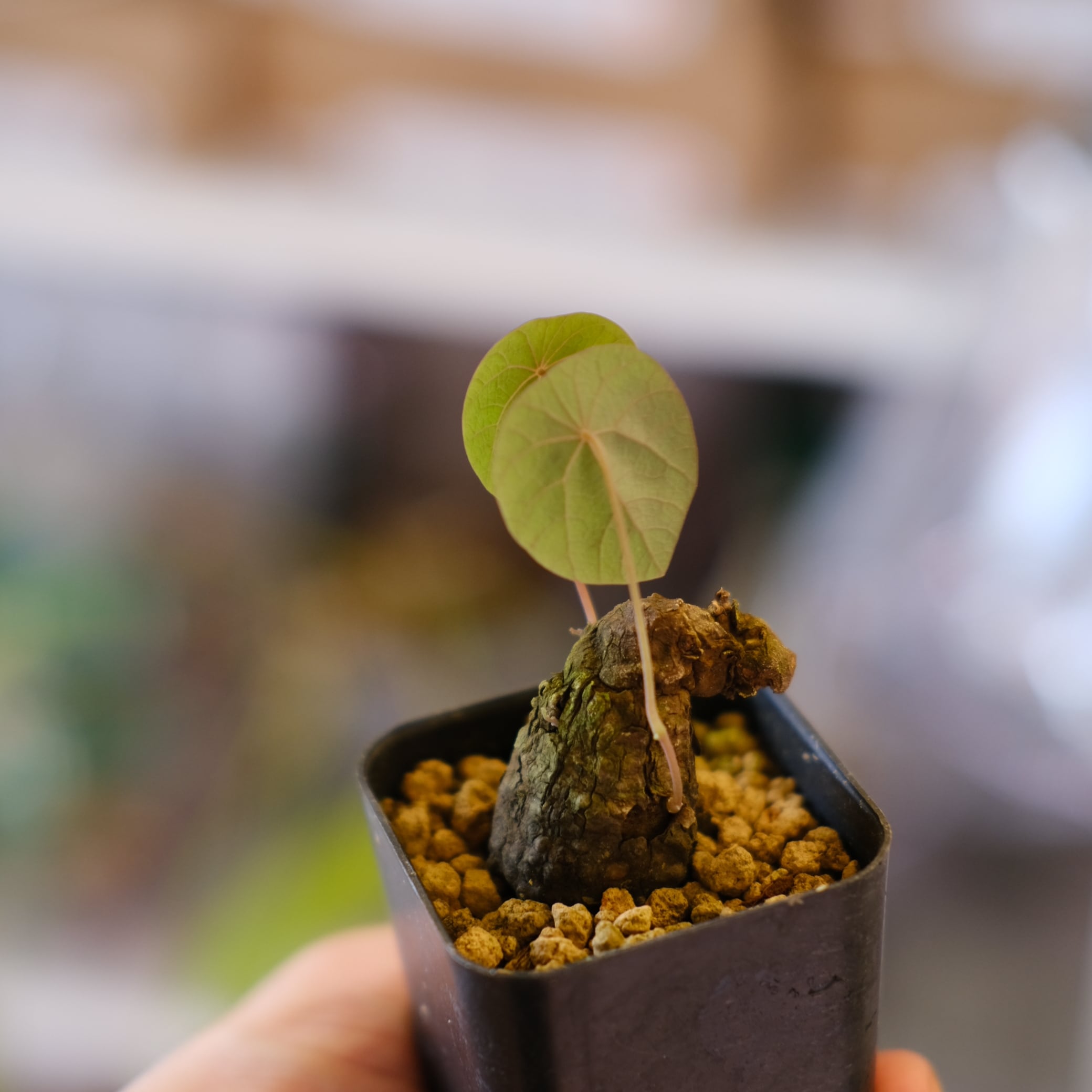 Stephania kaweesakii│ステファニア カウィーサキー⑧│観葉植物