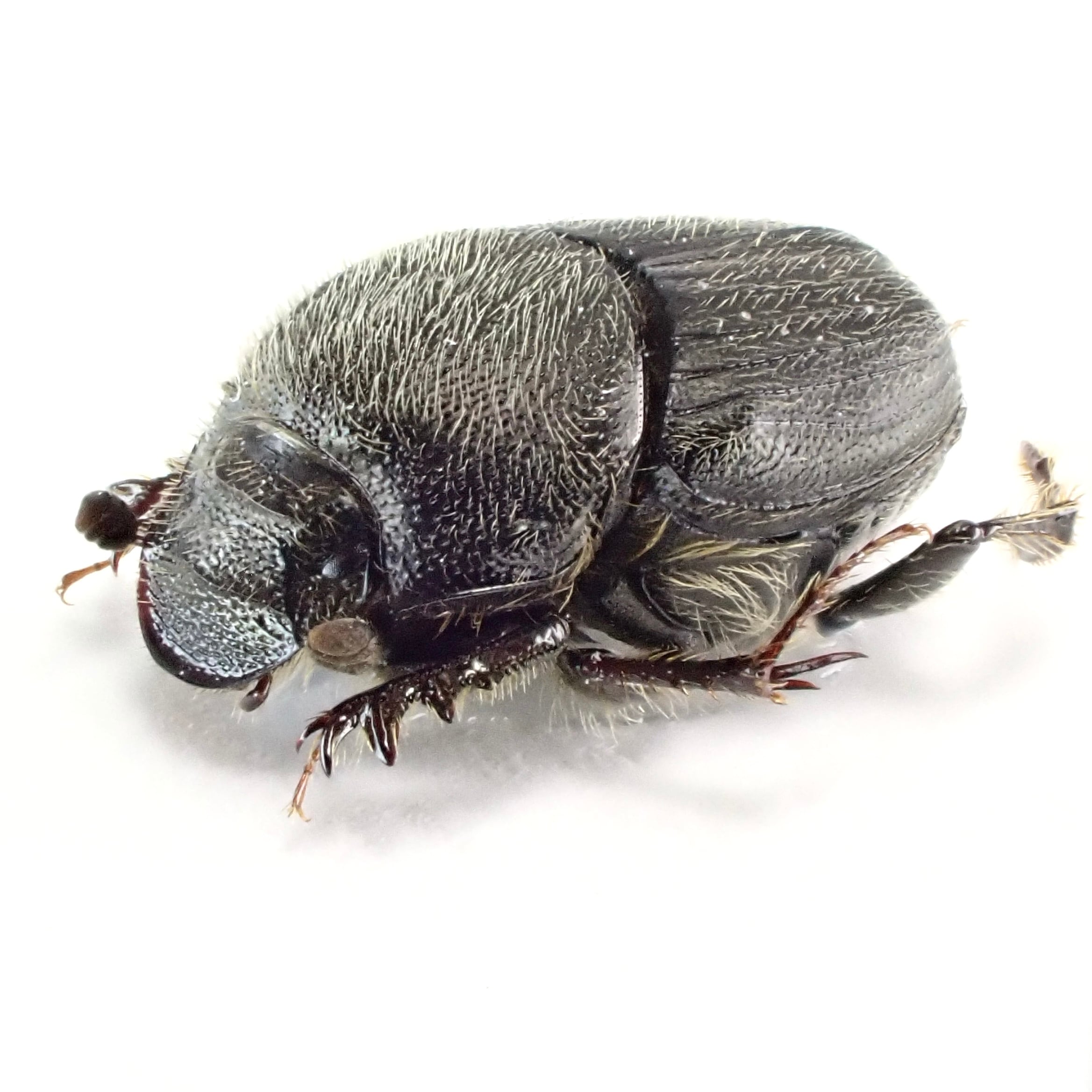 USA産 Onthophagus hecate ♂♀ 7mm/6mm XL | 昆虫標本 Diggers & Rollers
