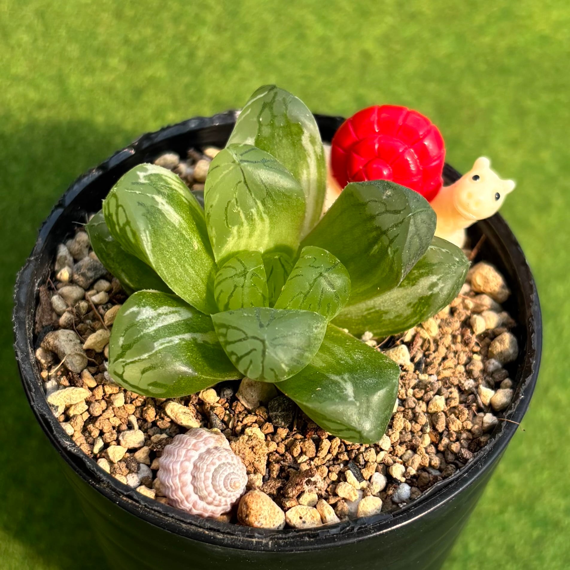 ピーチ姫（ブロンズ姫錦） | 多肉植物 豆彦商店