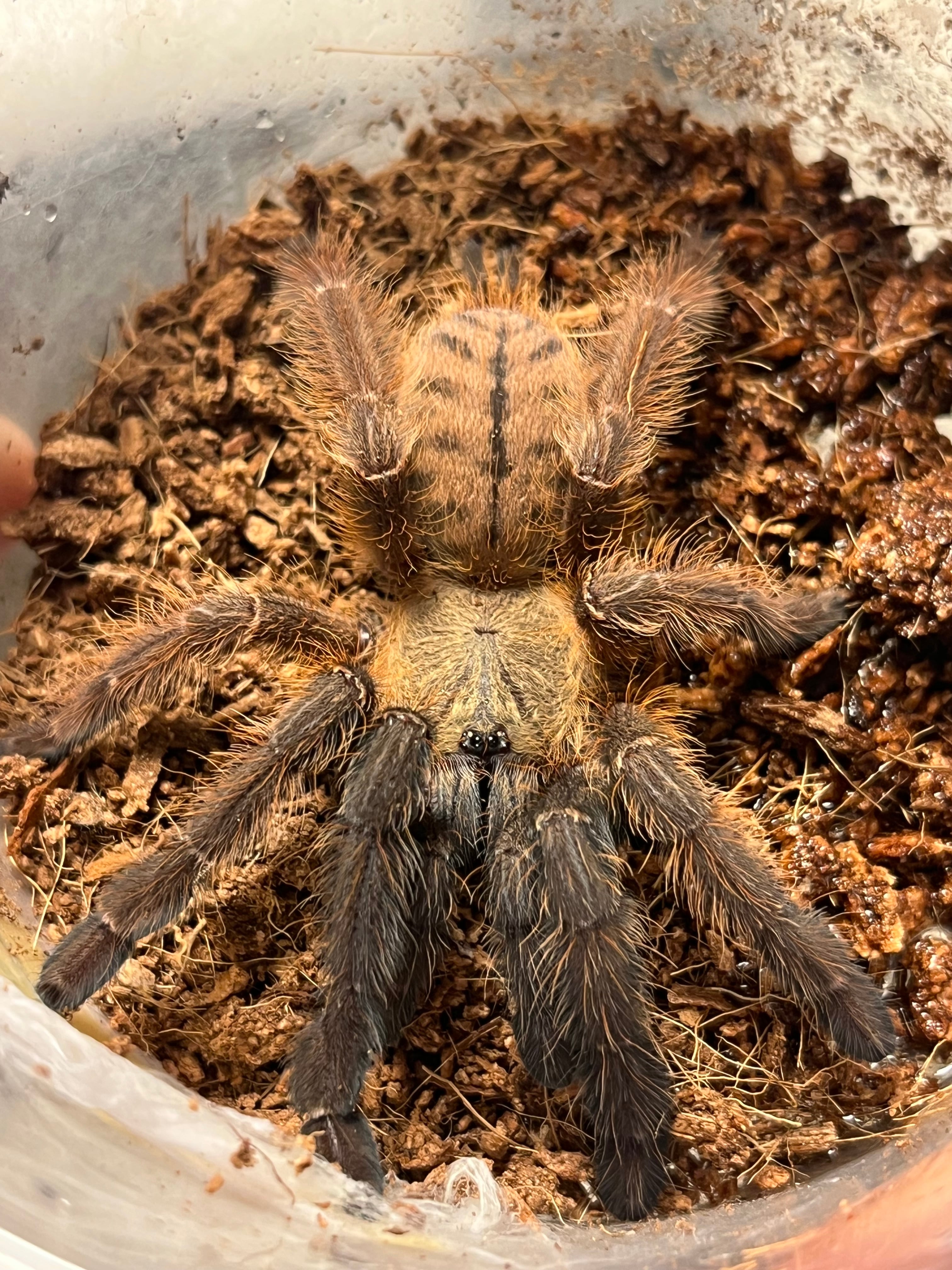 オモニキチュウ