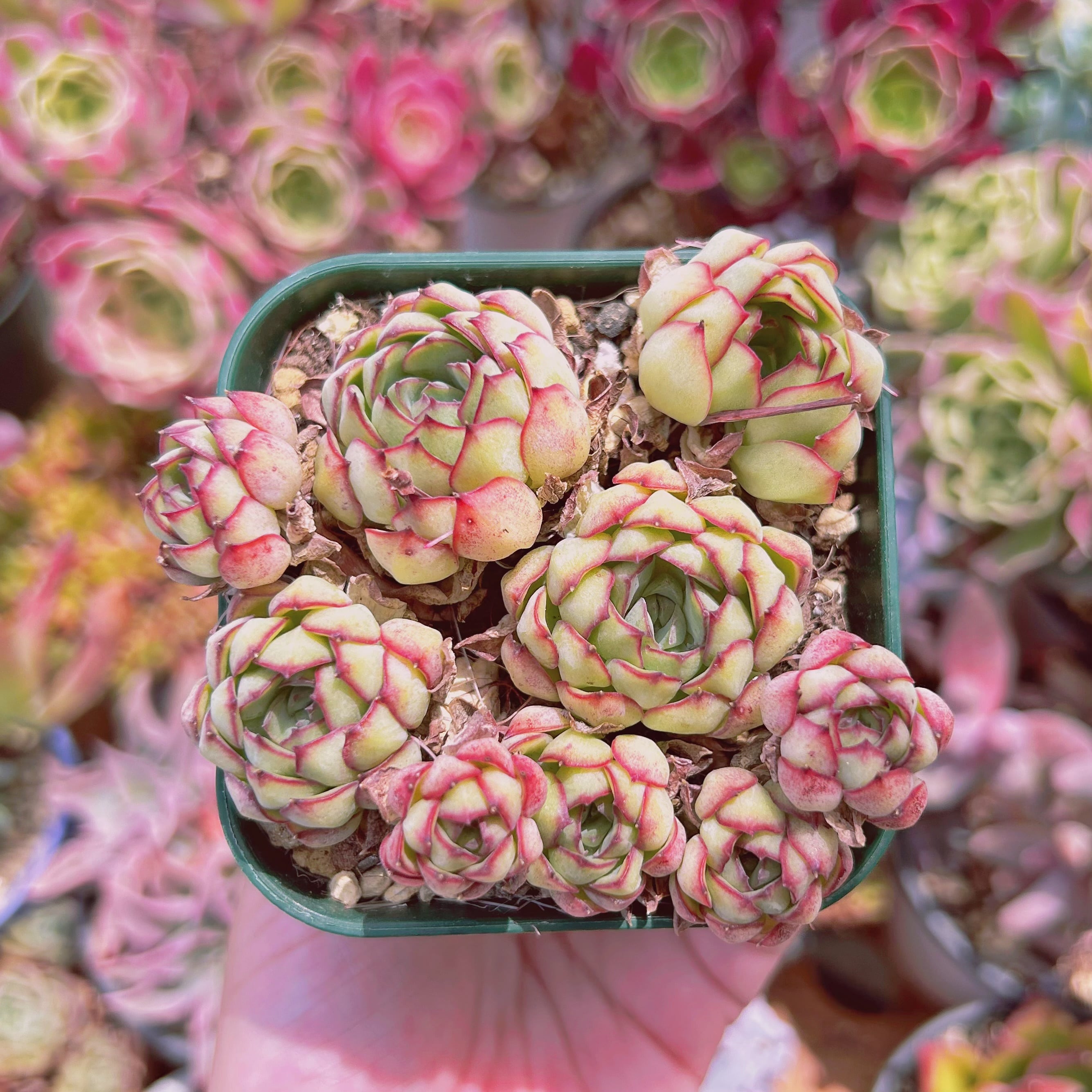 #900現物　多肉植物　ドリームローズ　抜き苗