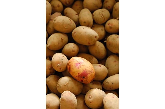【煮込み料理】タワラアルタイル彦星・500g