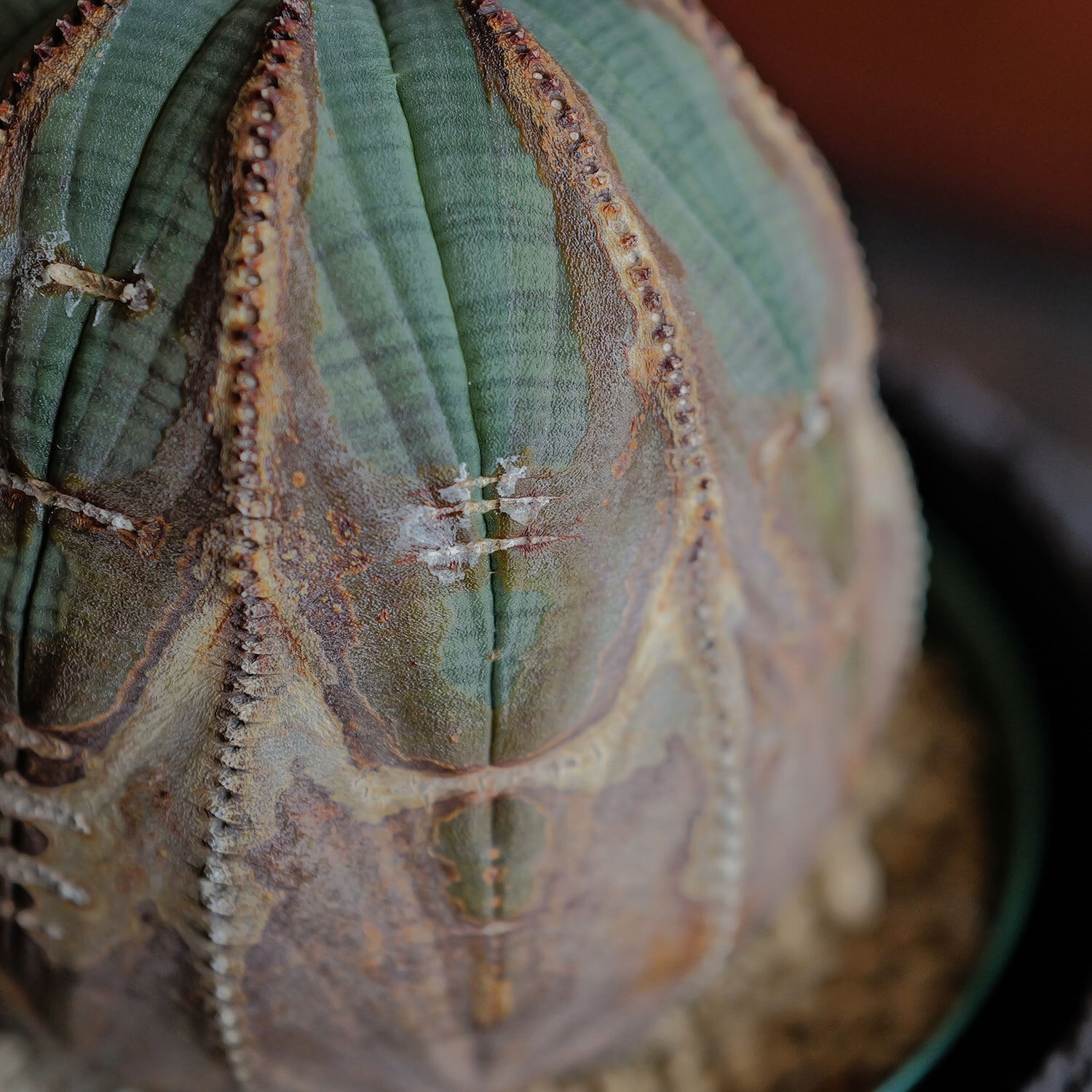 超厳選株】超大株 9.15cm 捻じれ 超まん丸 オベサ / 美模様 木質化