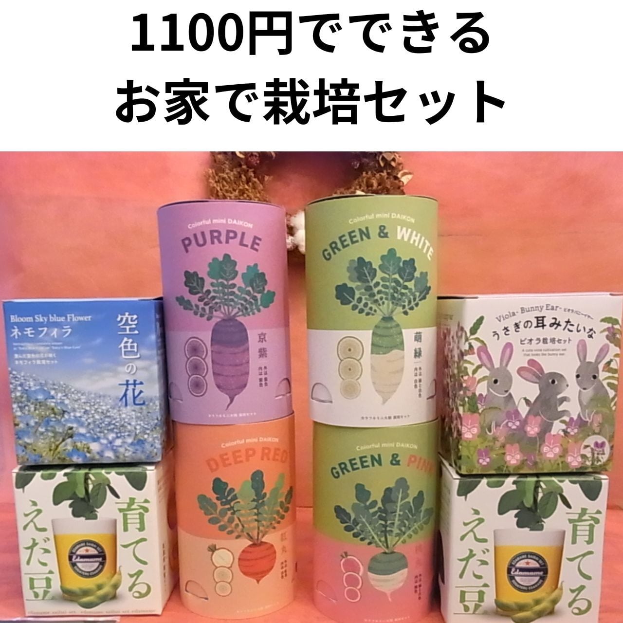 栽培キット 聖心陶芸 お家で栽培セット（ネモフィラ/ビオラ/枝豆）室内