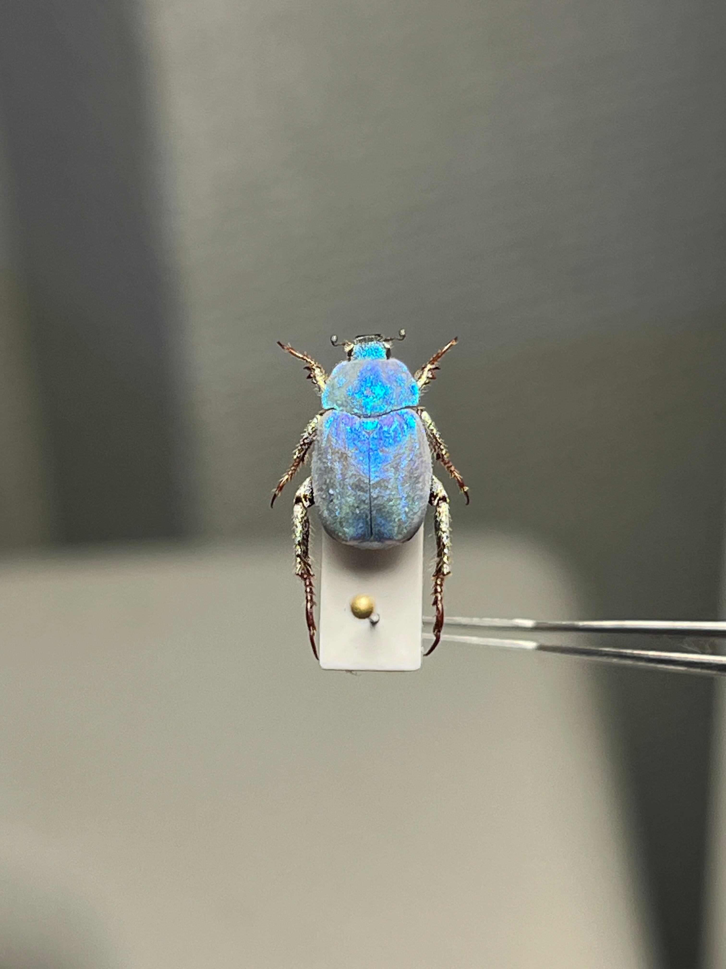 9mm】シンジュアシナガコガネ 標本 ブルースカラベ プラチナコガネ