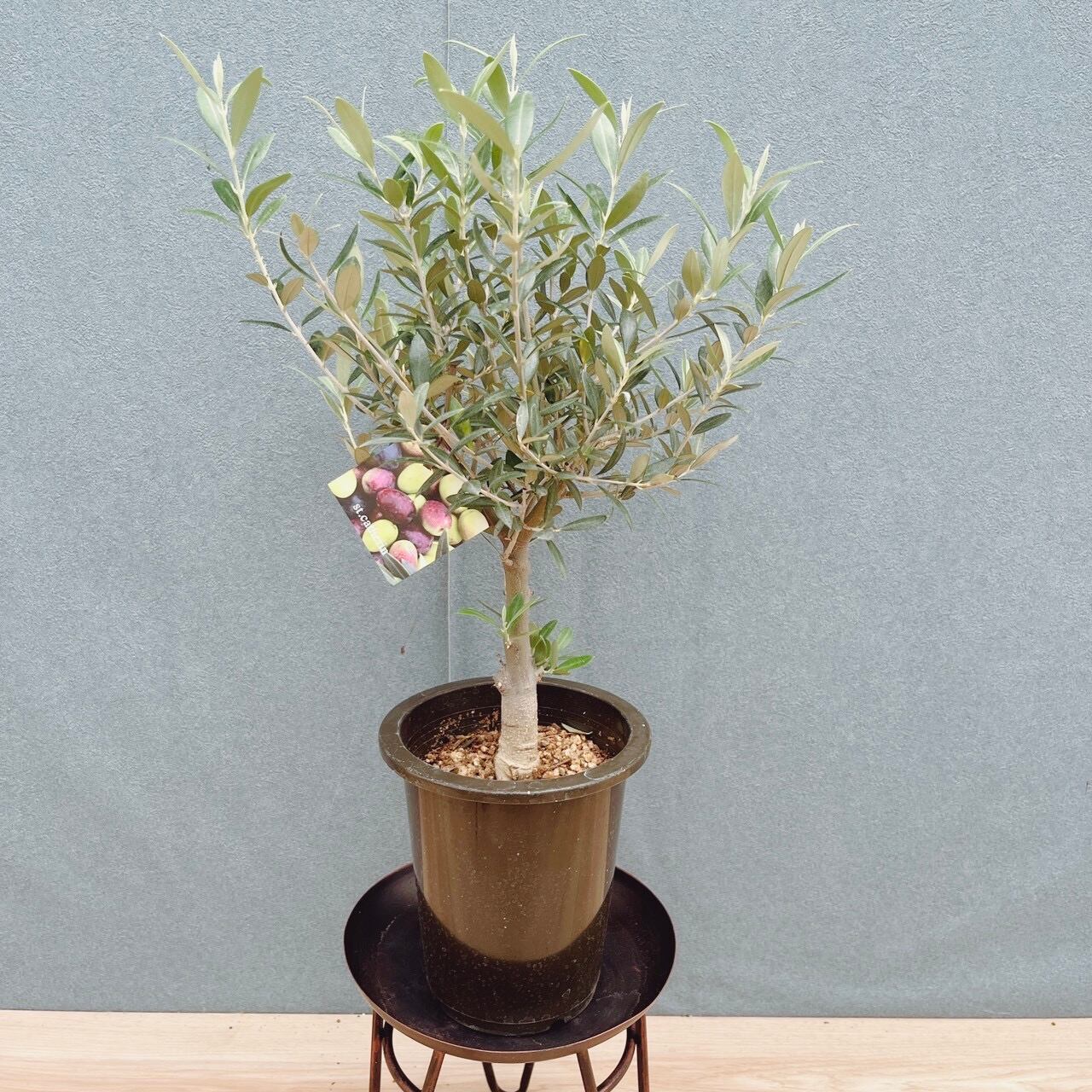 ［現品］【希少】41番　ユッカロストラータランチョンブルー　8号　観葉植物　レア 現品］【希少】41番 ユッカ ロストラータ ランチョンブルー 8号 観葉