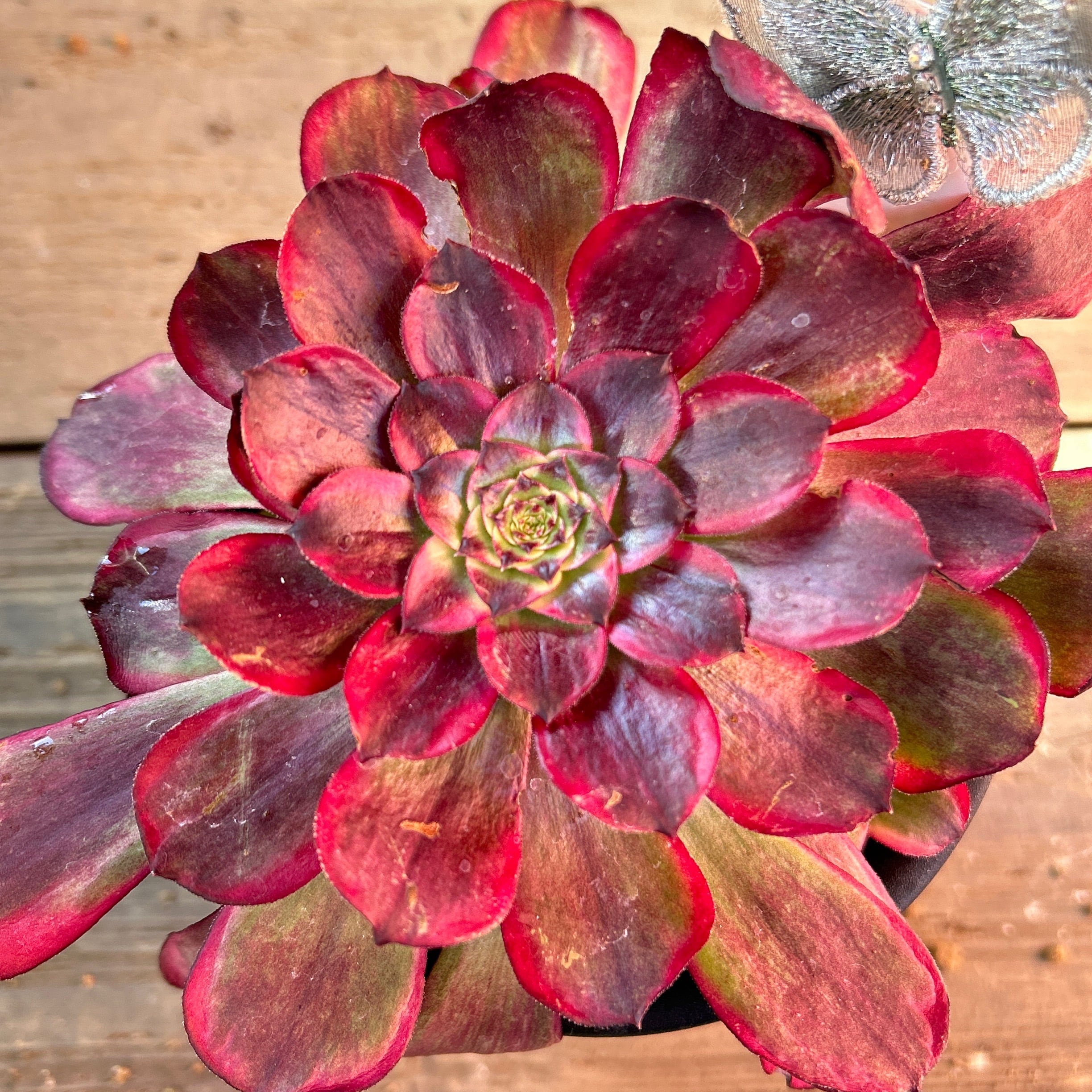 オウカリ アエオニウム | RuPo 多肉植物専門店